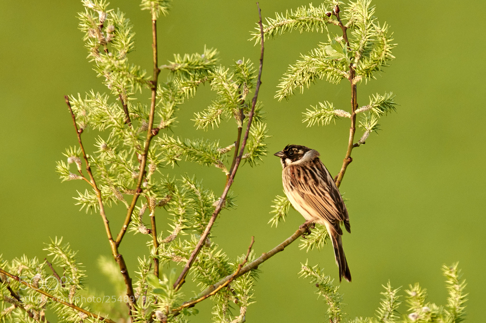 Nikon D7200 sample photo. Reed bunting photography