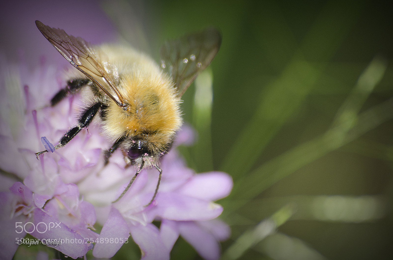 Nikon D7000 sample photo. Abejas photography