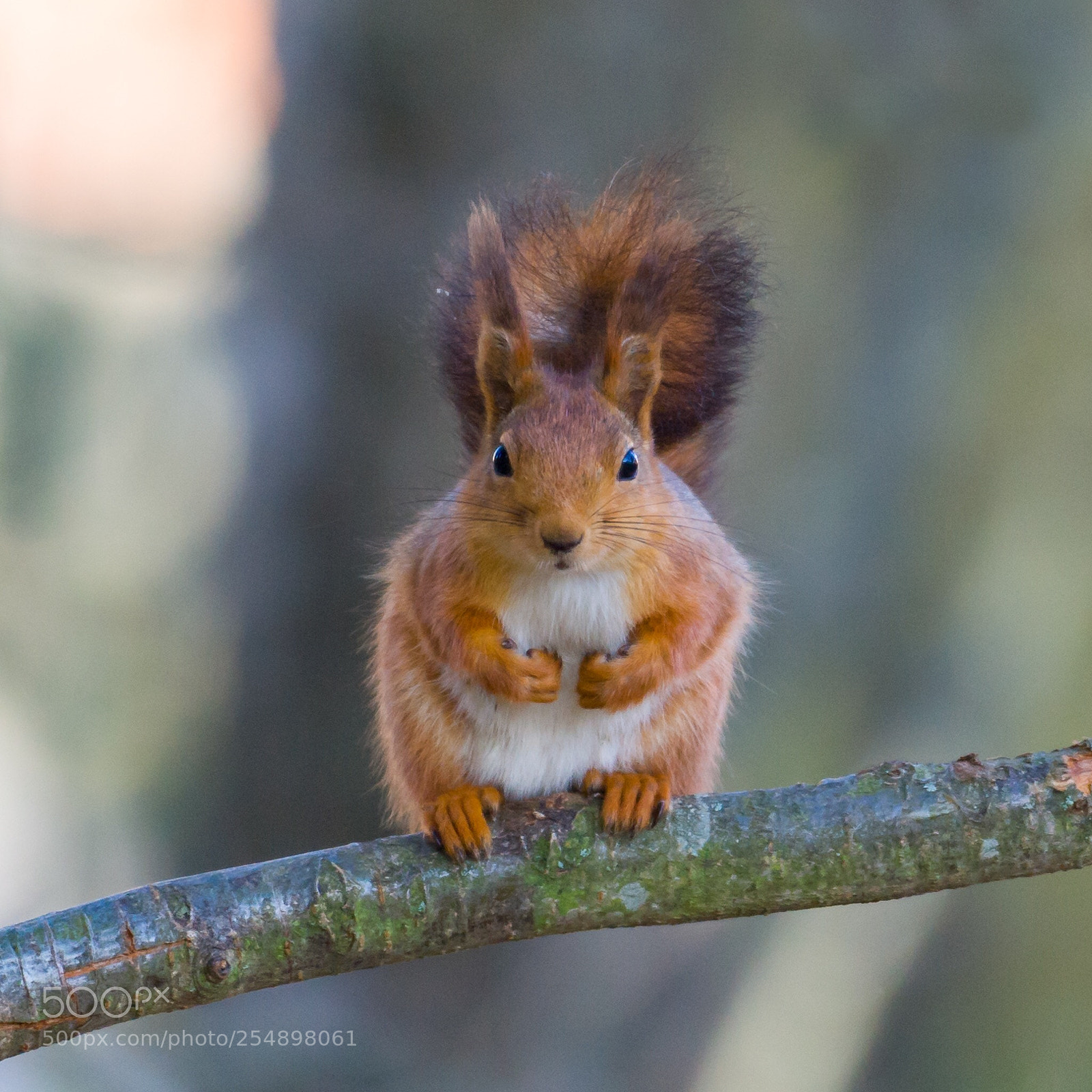 Nikon D3 sample photo. Red squirrel photography