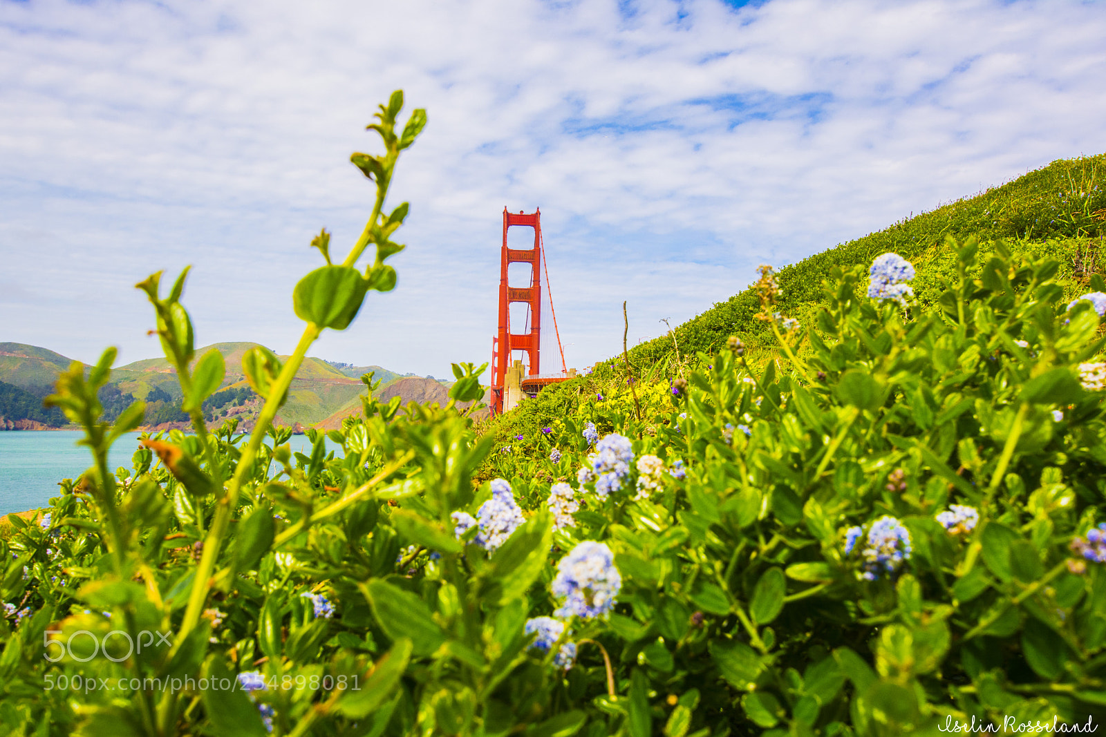 Nikon D5200 sample photo. Behinde the flowers... photography