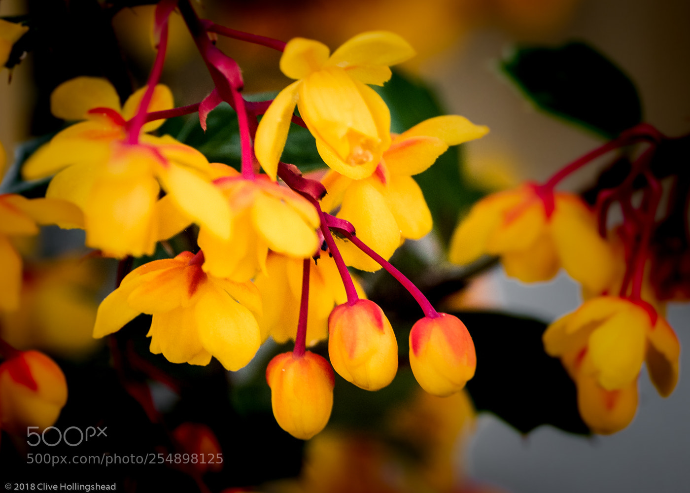 Canon EOS 7D Mark II sample photo. Berberis darwinii photography