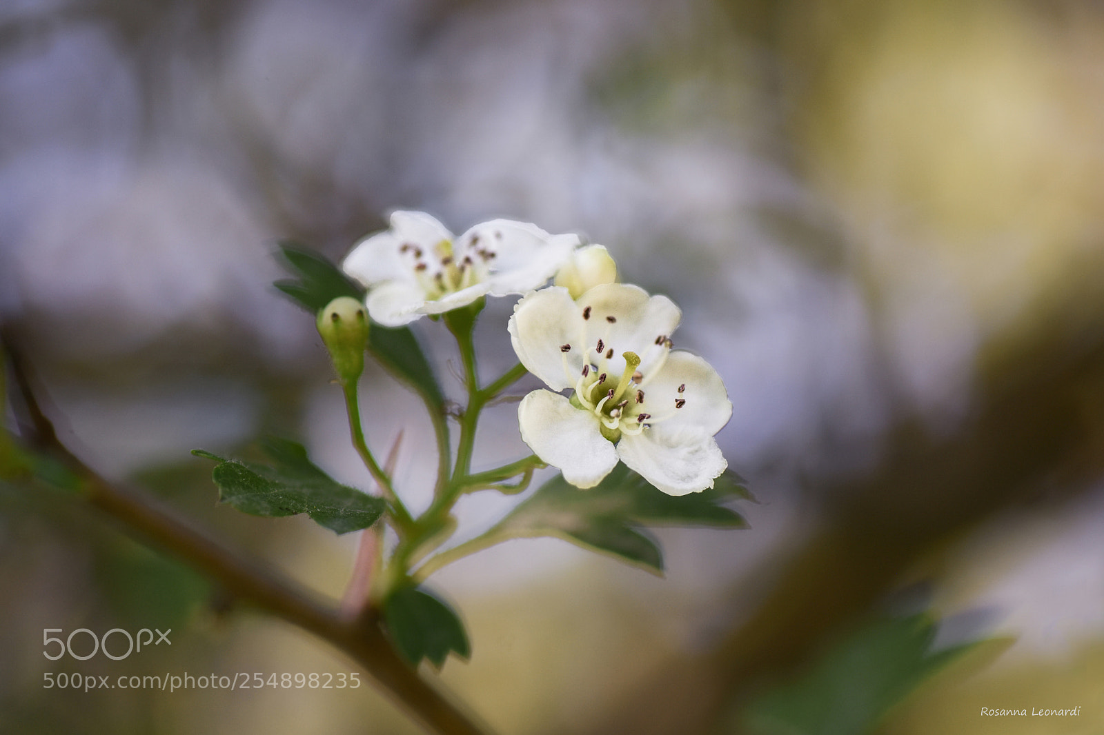 Nikon D7200 sample photo. Spring photography