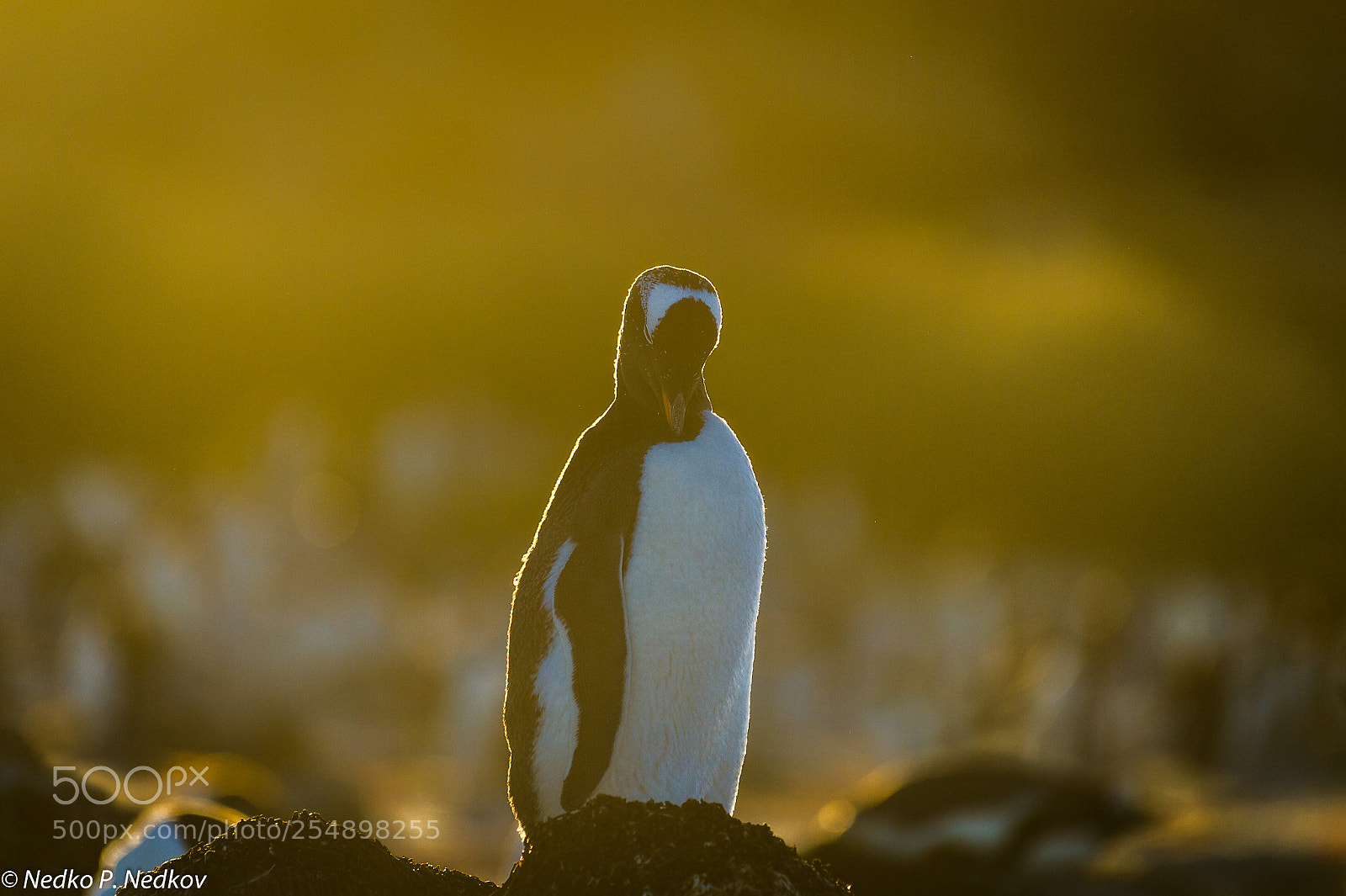 Nikon D4S sample photo. Gentoo penguin photography