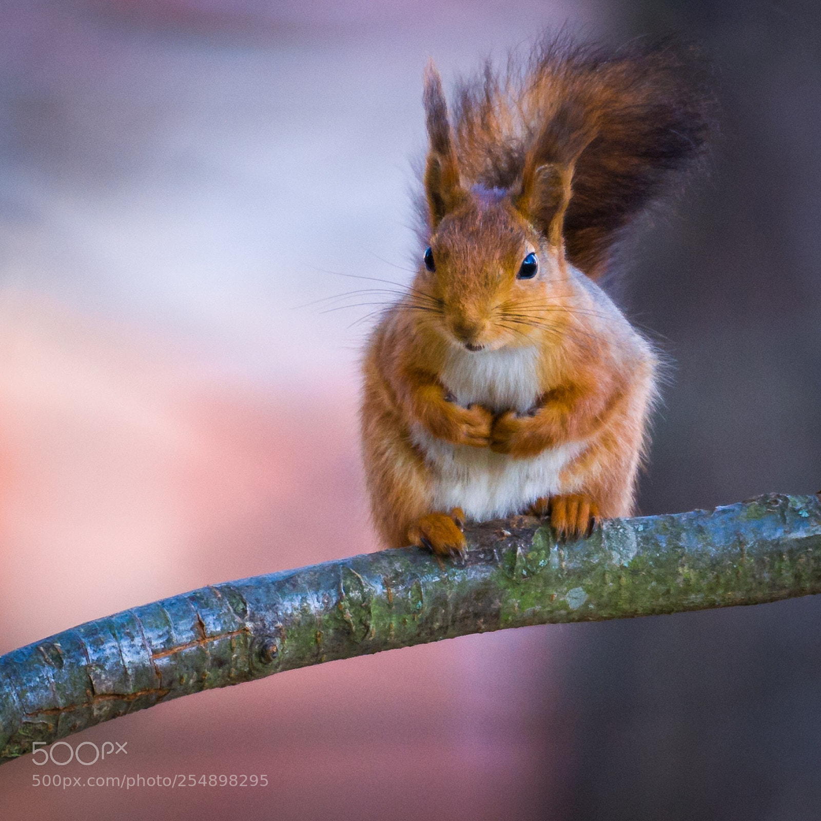 Nikon D3 sample photo. Red squirrel photography