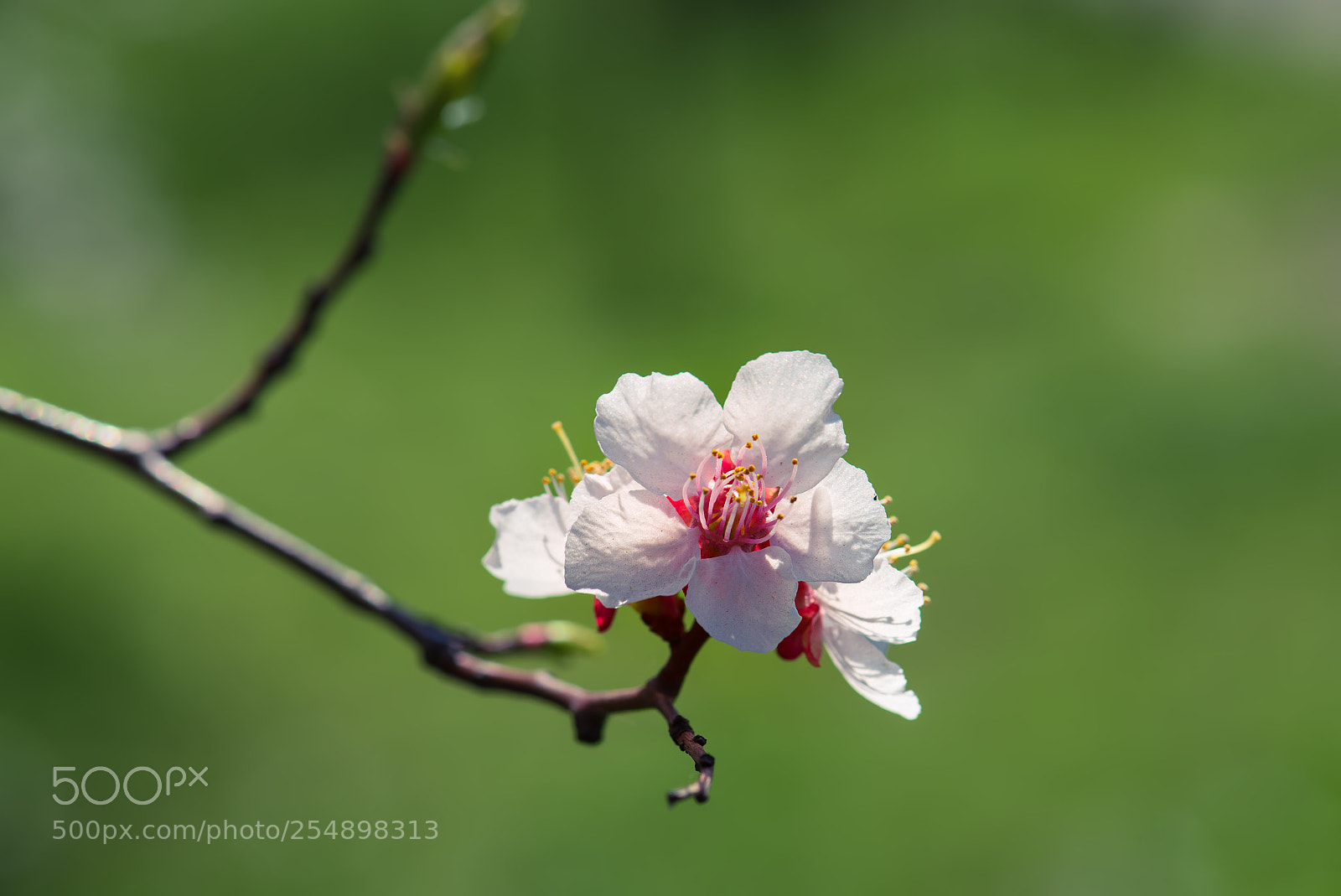 Nikon D750 sample photo. Apricot tree blossoms photography