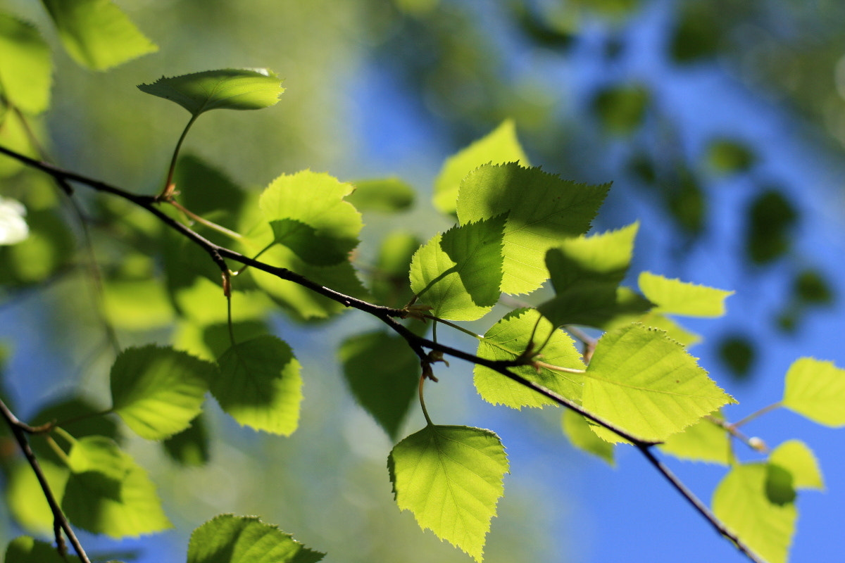 Canon EOS 40D sample photo. In dance with spring photography