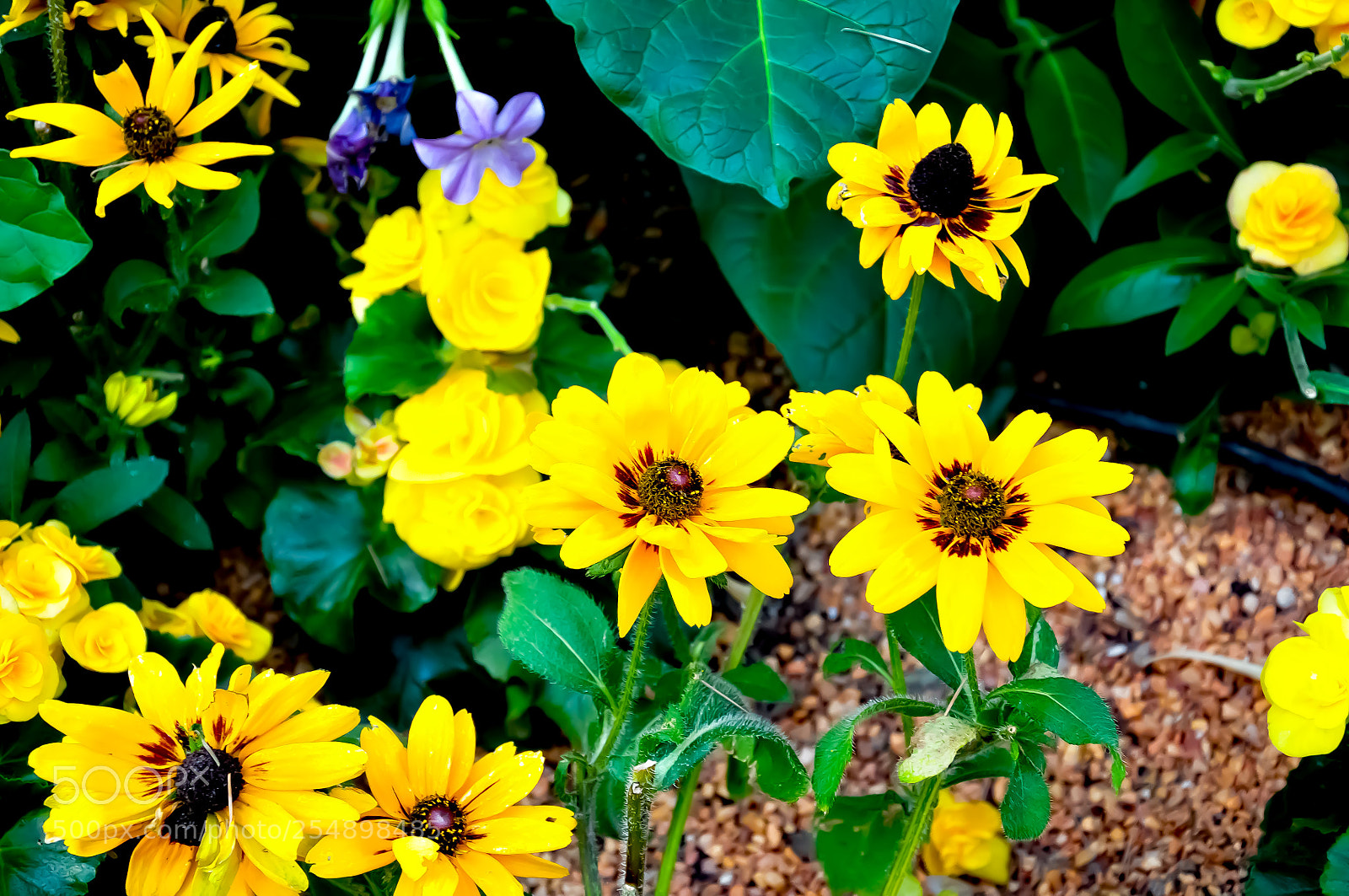 Nikon D90 sample photo. Blossom photography