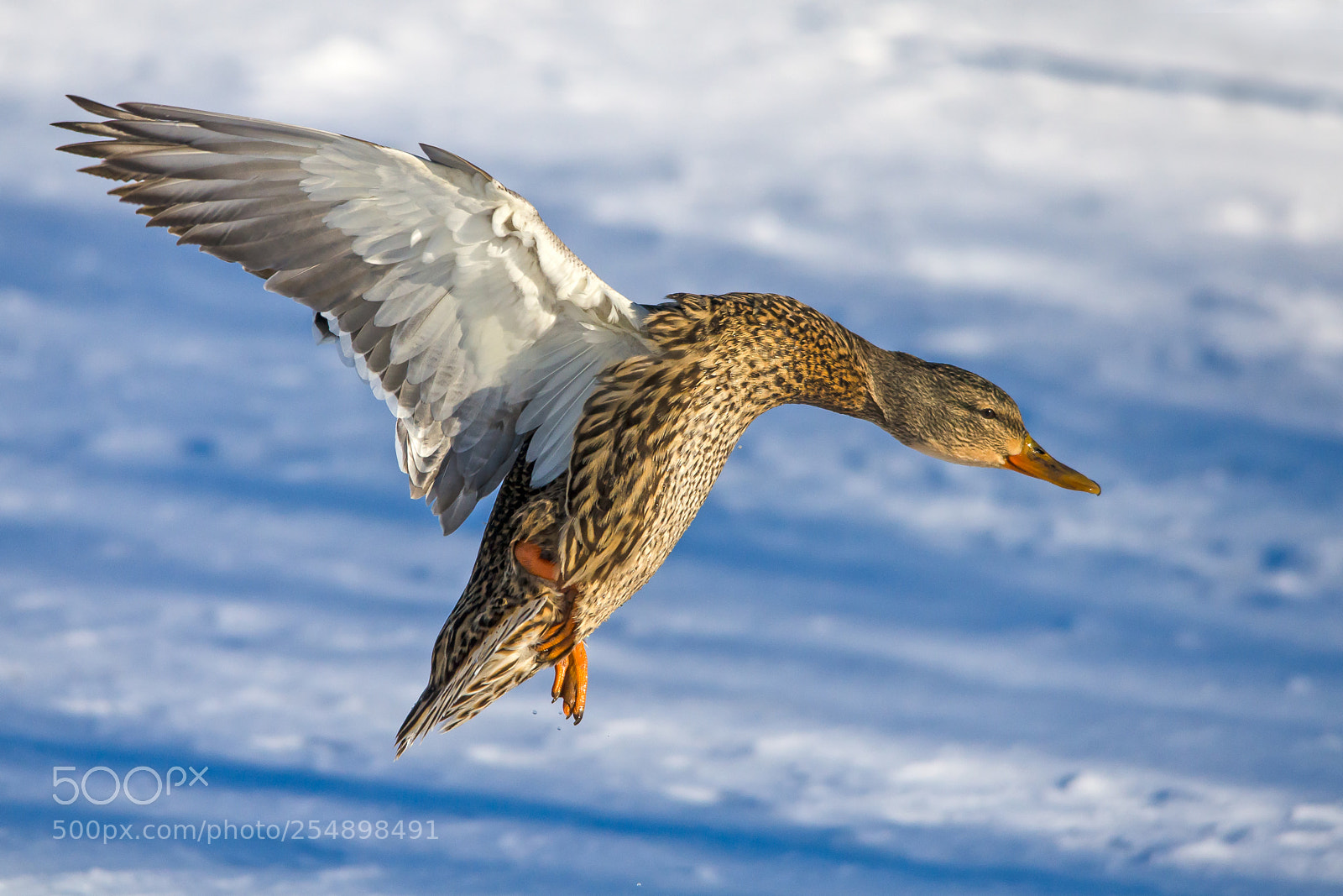 Nikon D7000 sample photo. Landing gear photography