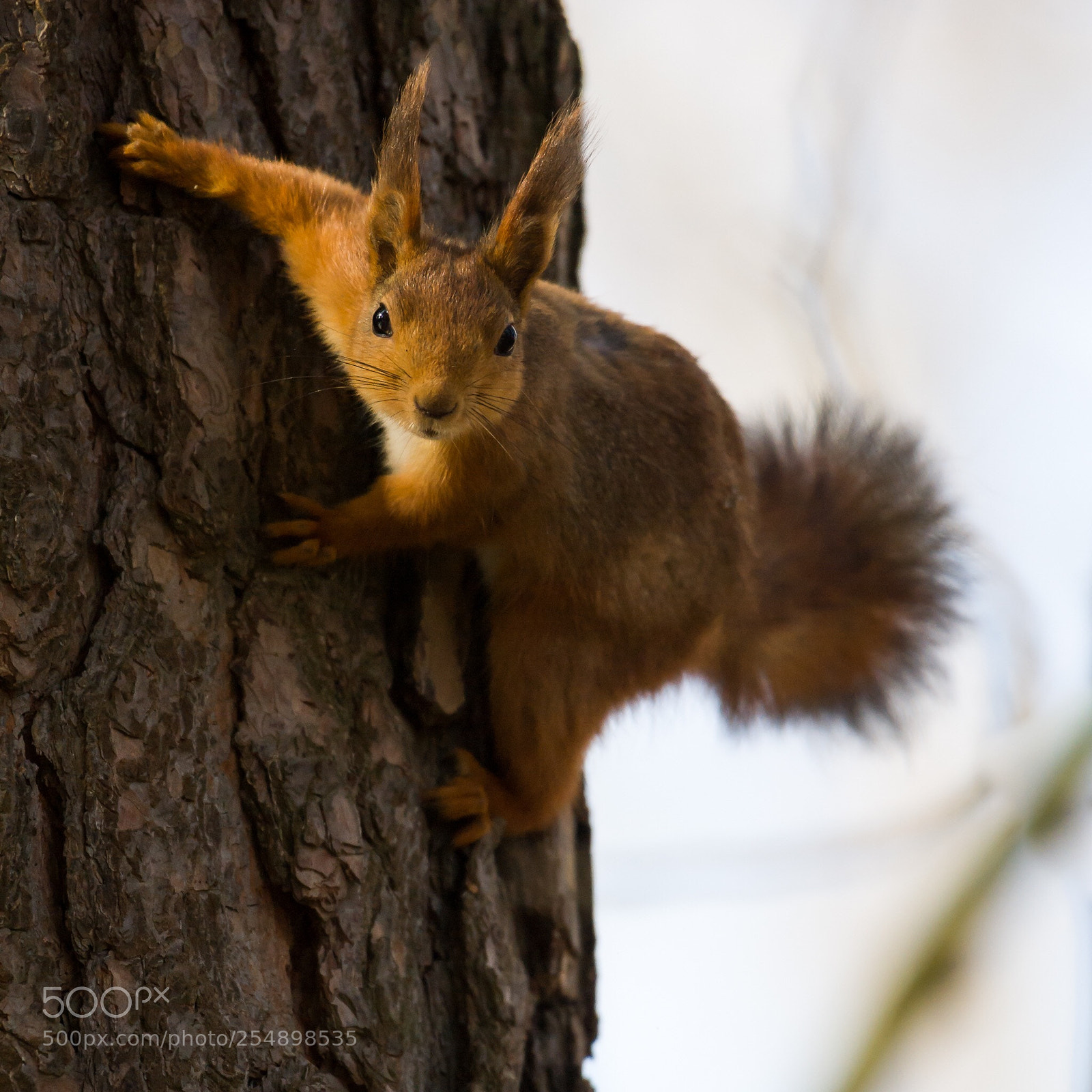 Nikon D3 sample photo. Posing squirrel photography