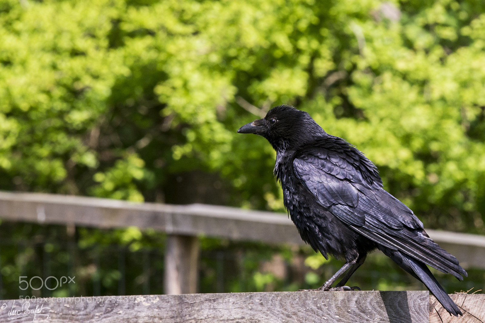 Nikon D800 sample photo. Are you looking at photography