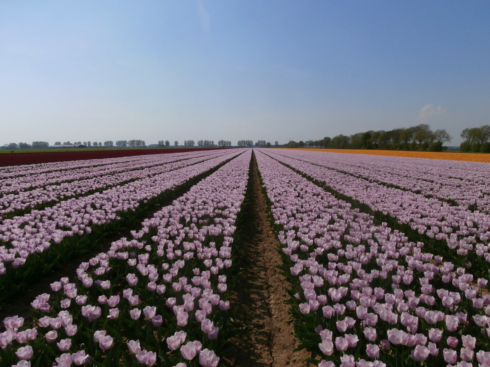Olympus VR340,D750 sample photo. Dutch tulips photography