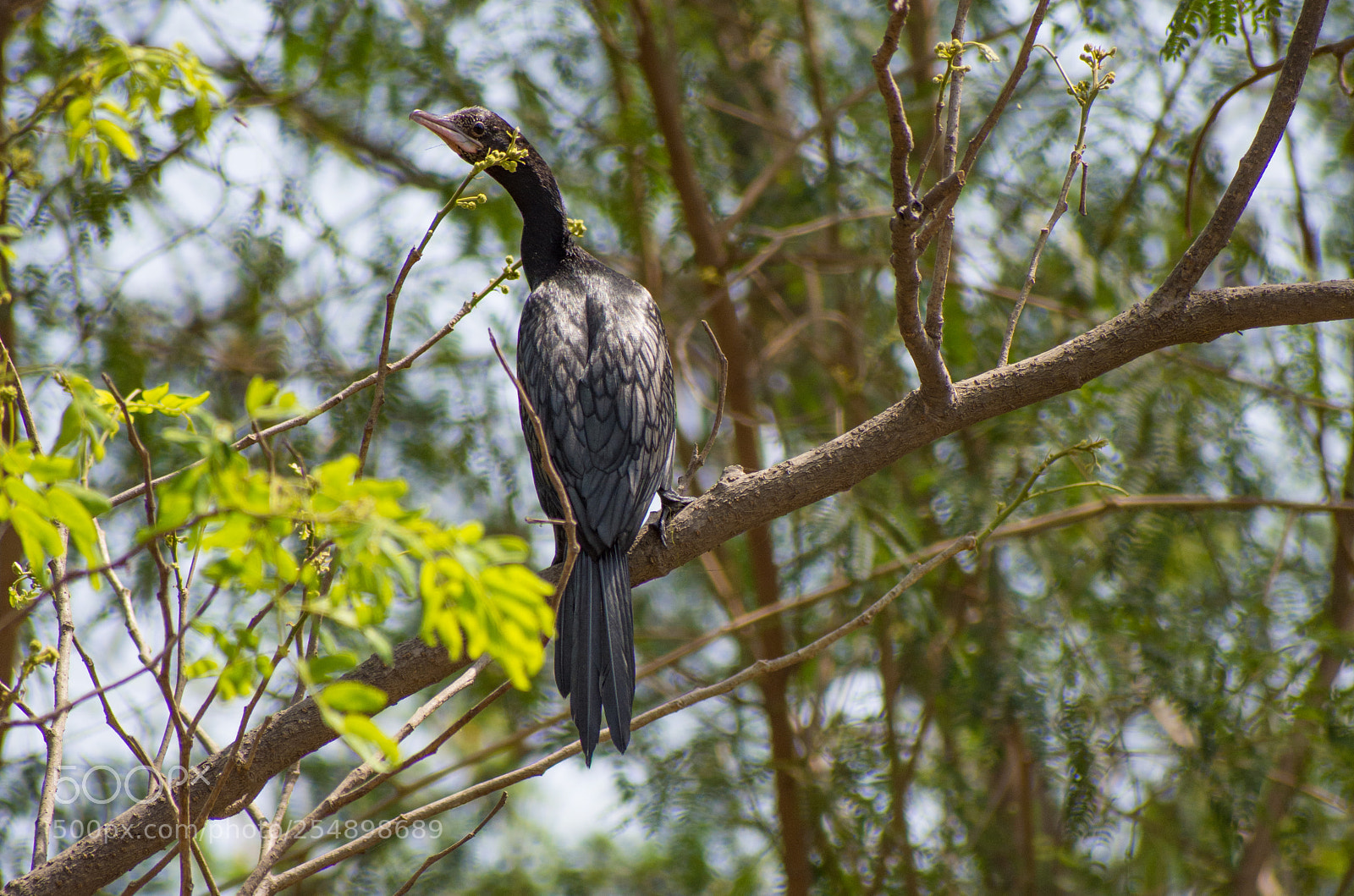 Nikon D7200 sample photo. Cormorant ready to fly! photography