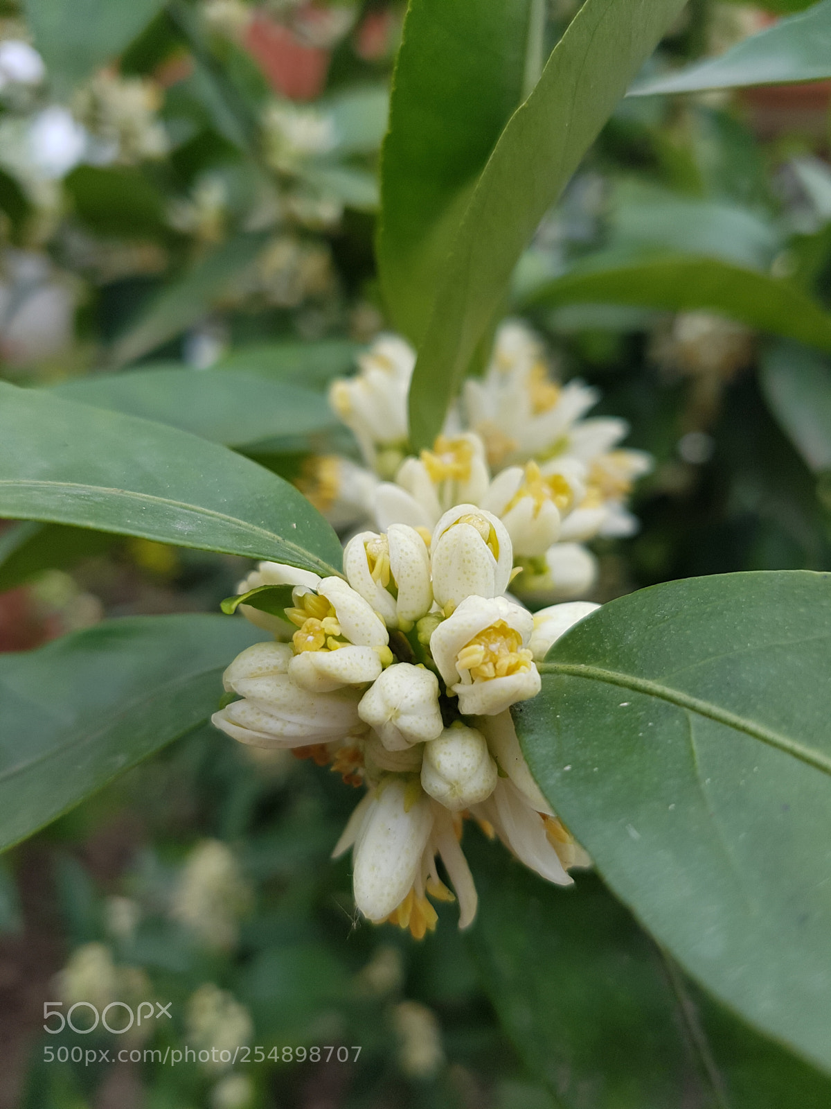 Samsung Galaxy S7 Edge sample photo. Orange blossom photography