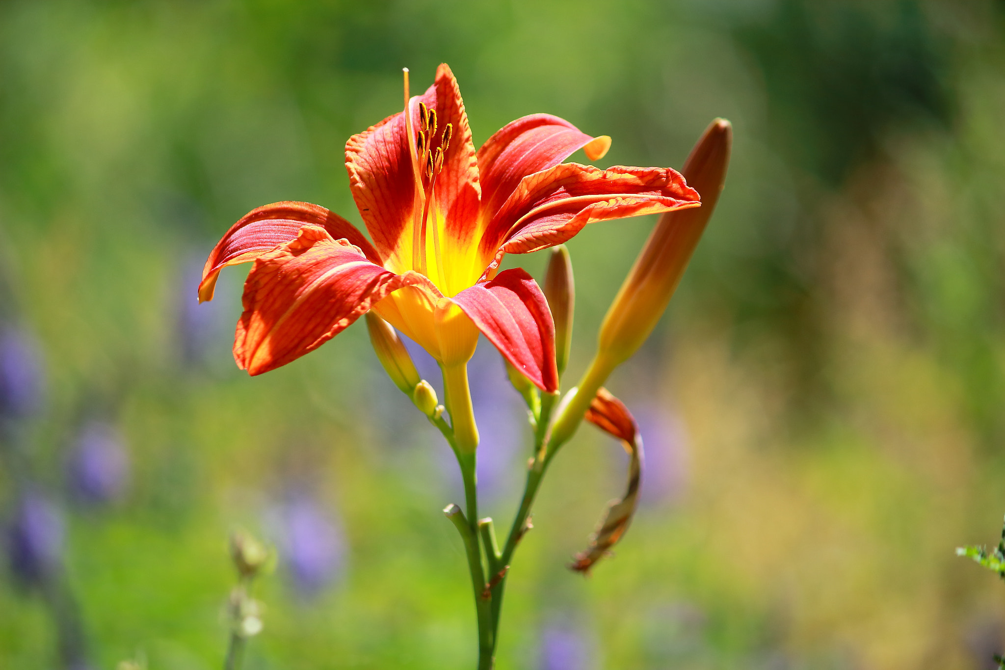 Canon EF-S 55-250mm F4-5.6 IS sample photo. Reflower photography