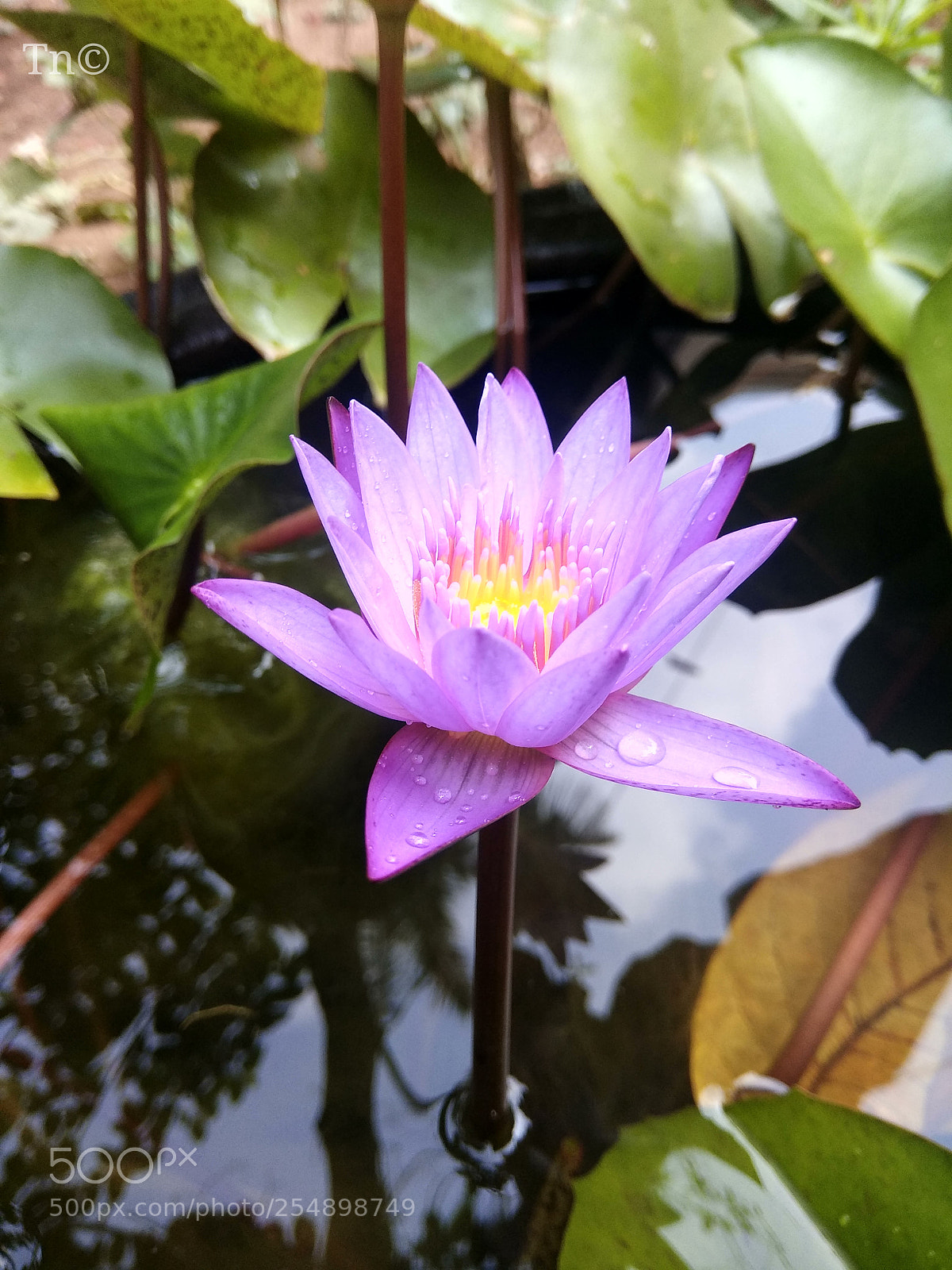 Xiaomi Redmi Note 4 sample photo. Beauty and peace photography