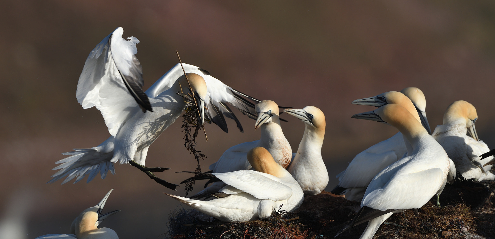 Nikon D850 + Nikon AF-S Nikkor 500mm F4G ED VR sample photo. Homecomming photography