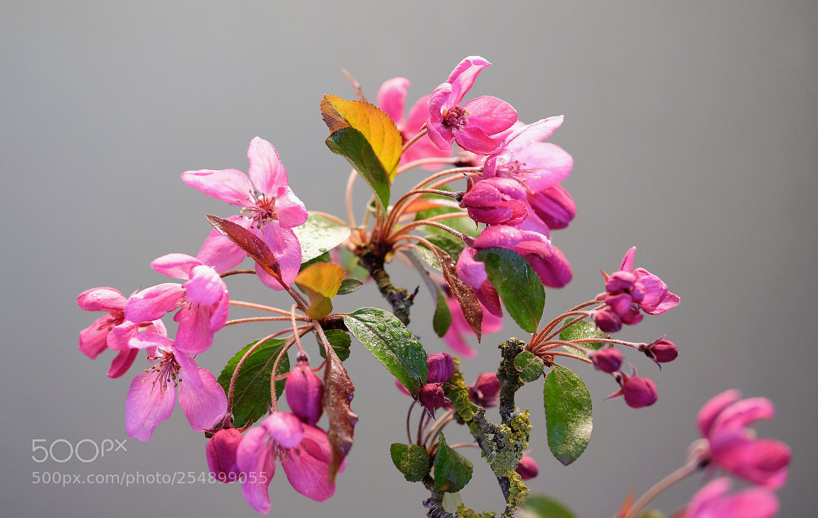 Fujifilm X-T2 sample photo. Funken der freude photography