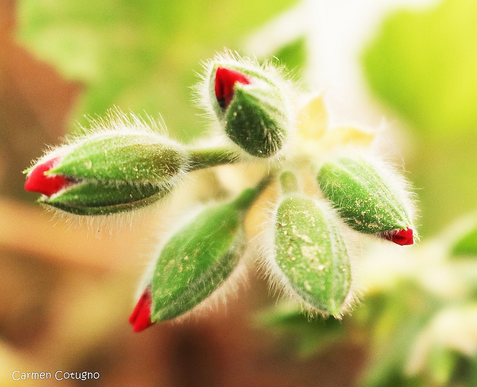 Canon EOS 80D sample photo. Spring photography