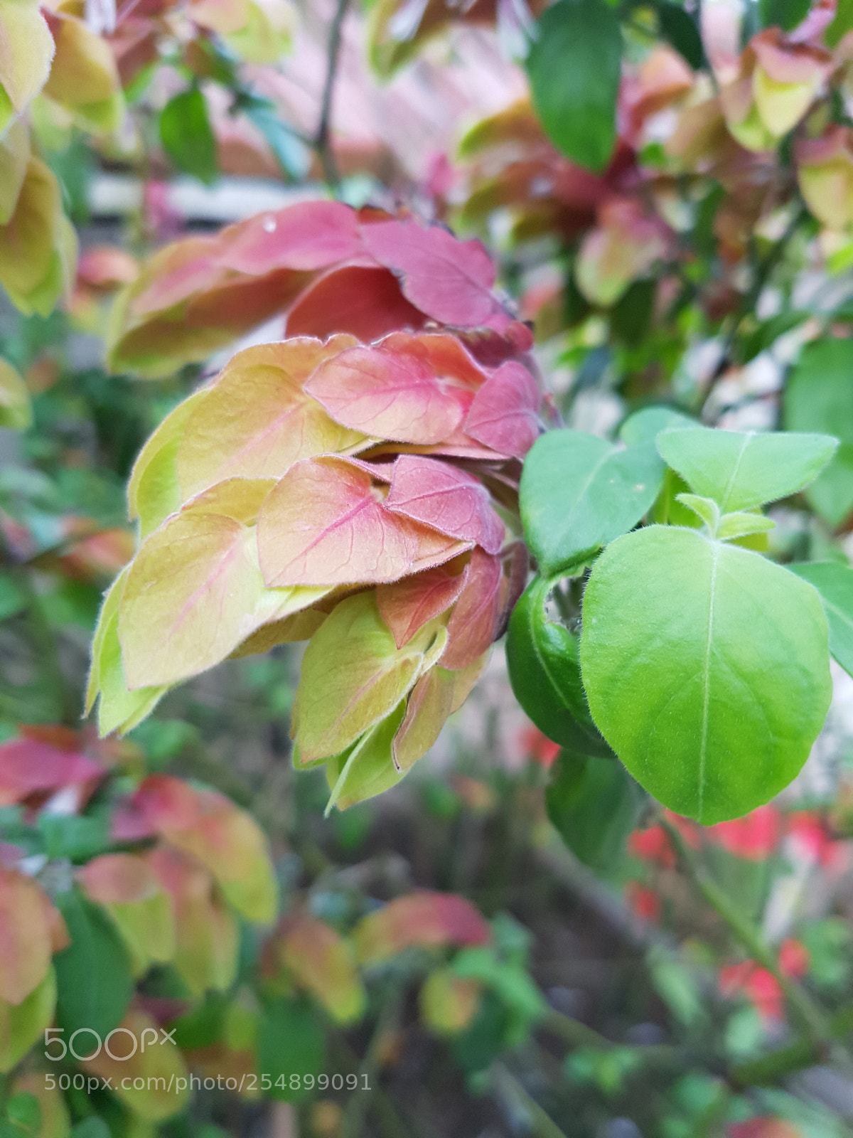 Samsung Galaxy S7 Edge sample photo. Shrimp plant photography