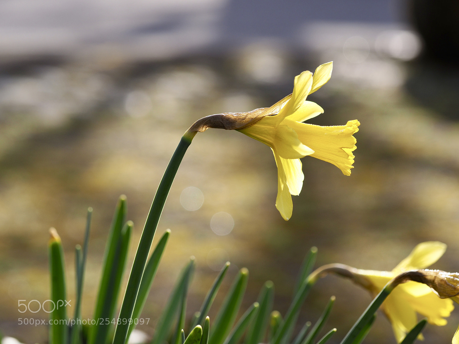 Olympus OM-D E-M10 II sample photo. Narcissus photography