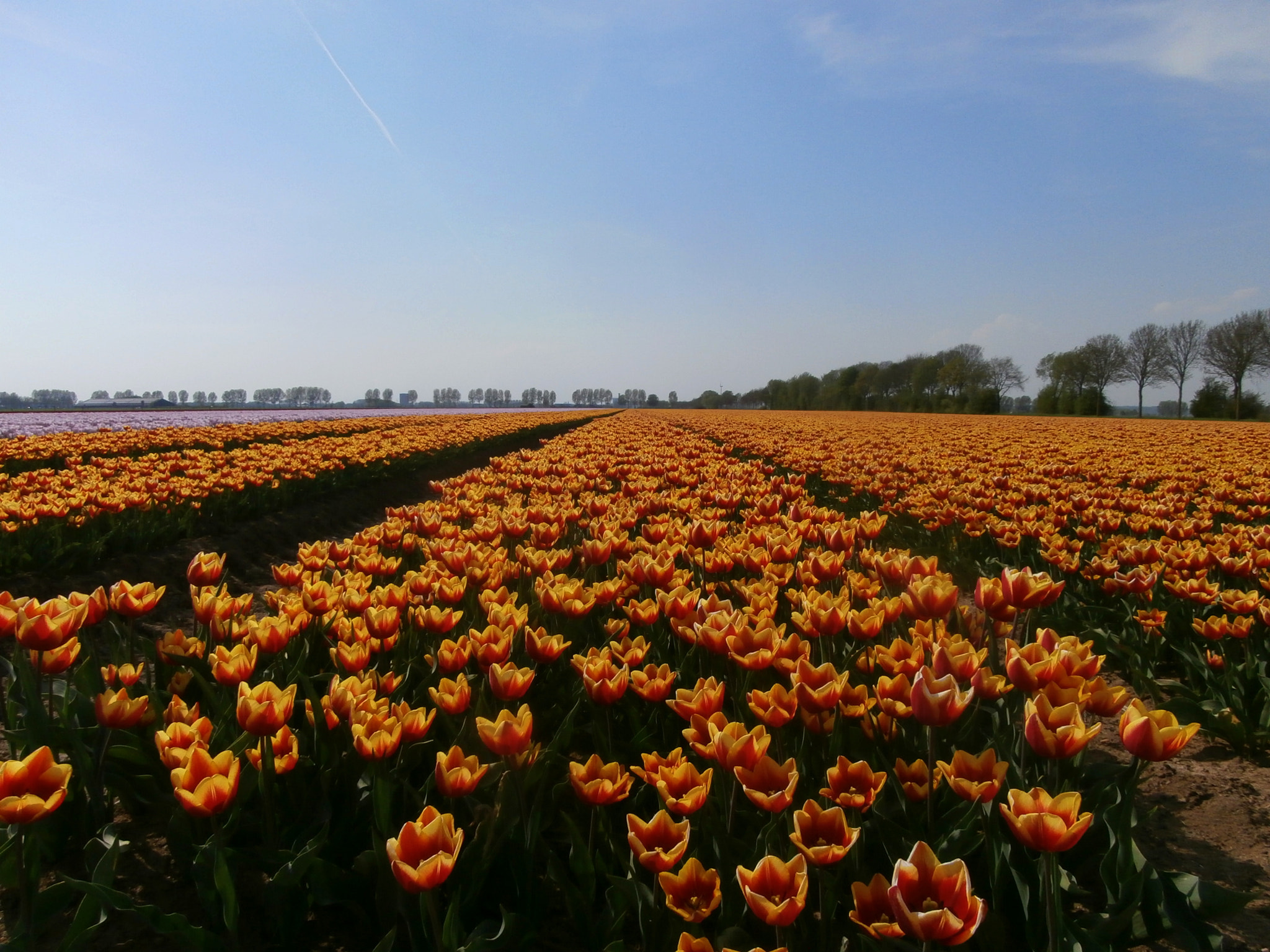 Olympus VR340,D750 sample photo. Tulips in the field. photography