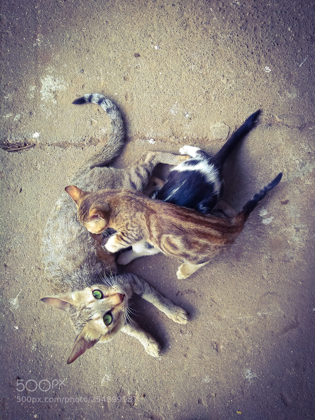 Motorola Moto G (5S) Plus sample photo. Untitled photography