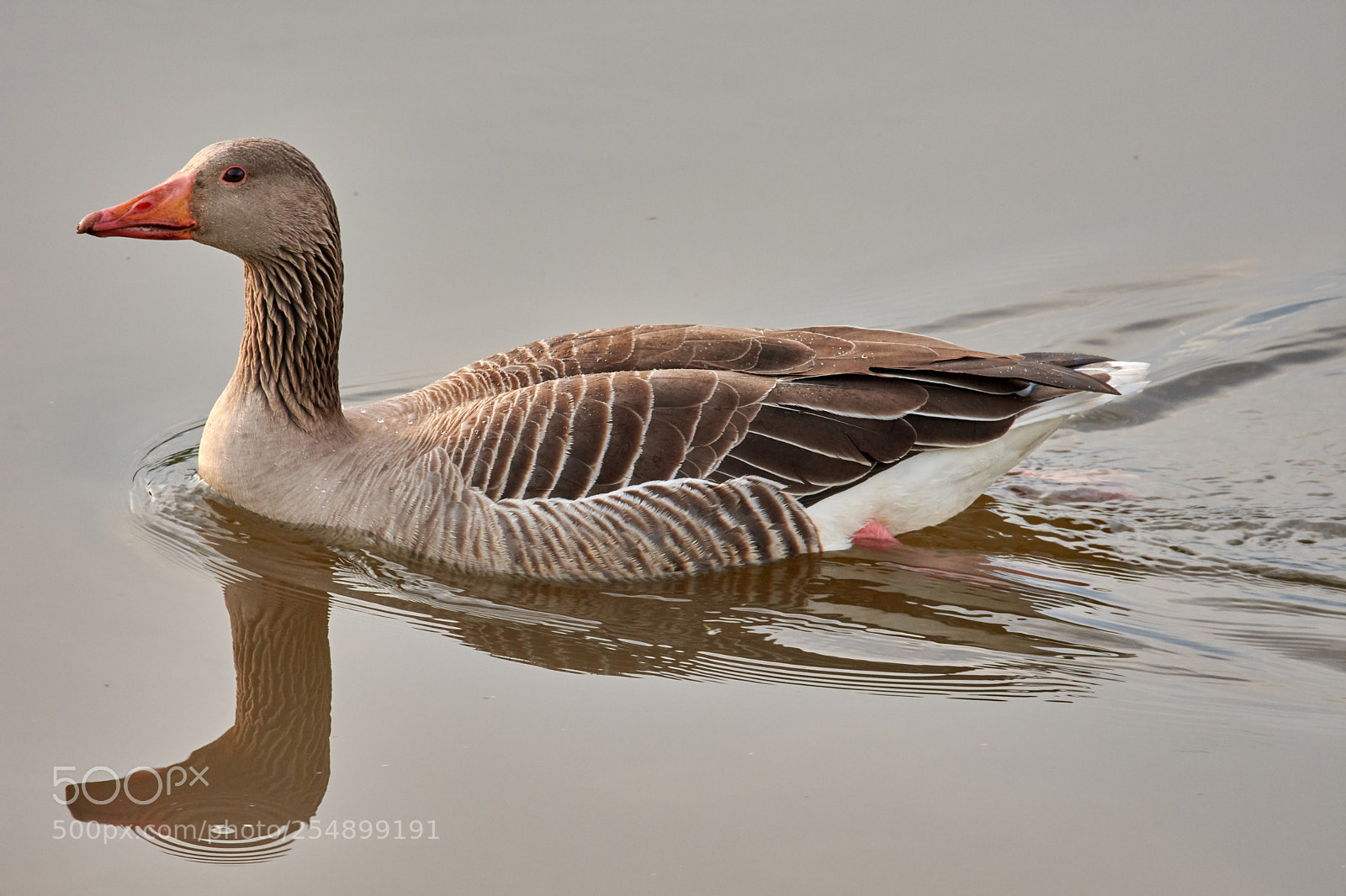 Nikon D7200 sample photo. Grey goose photography