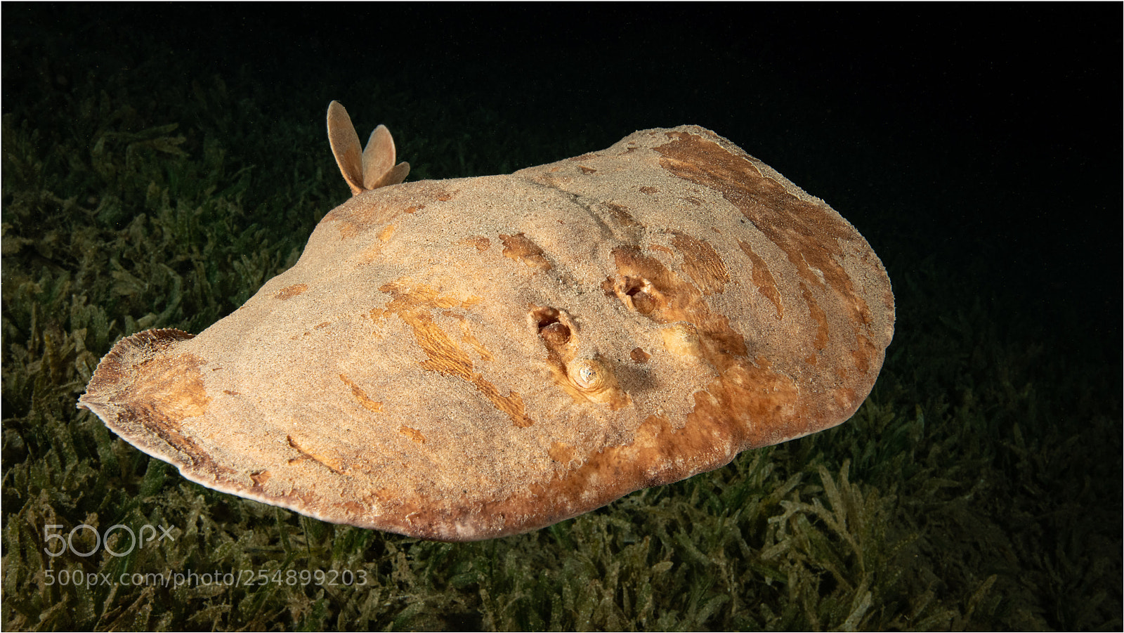 Nikon D850 sample photo. Electric ray at night photography