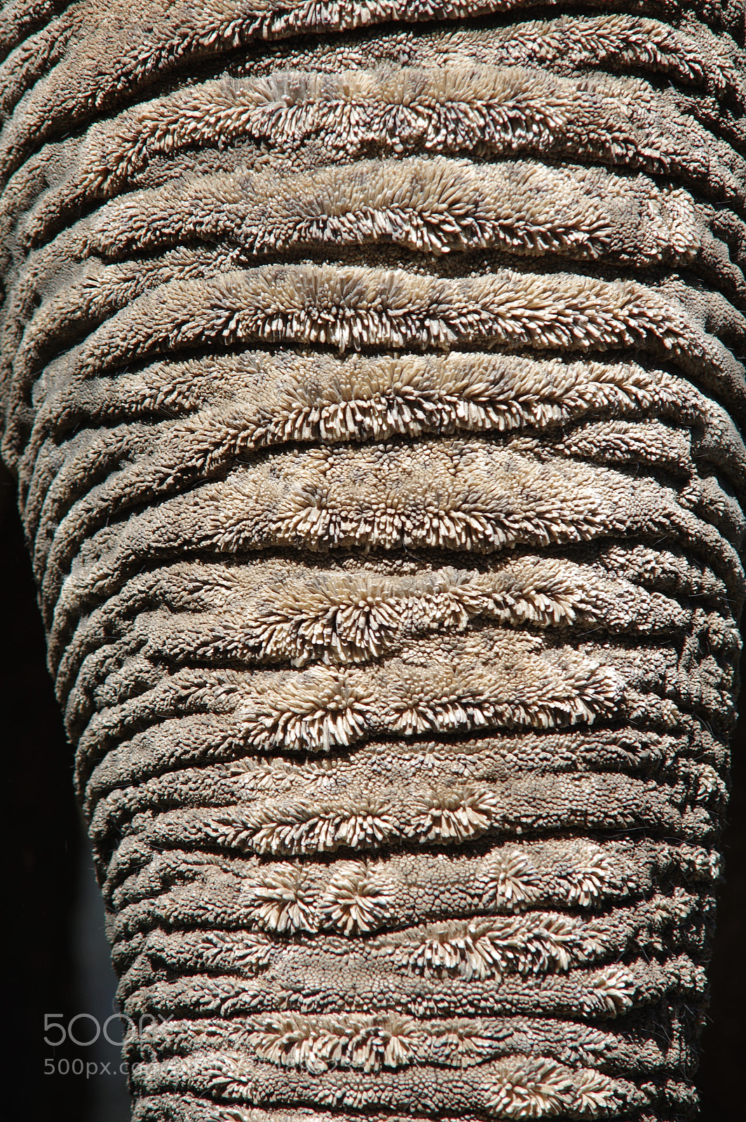 Pentax K-3 sample photo. Trompe d'éléphant photography