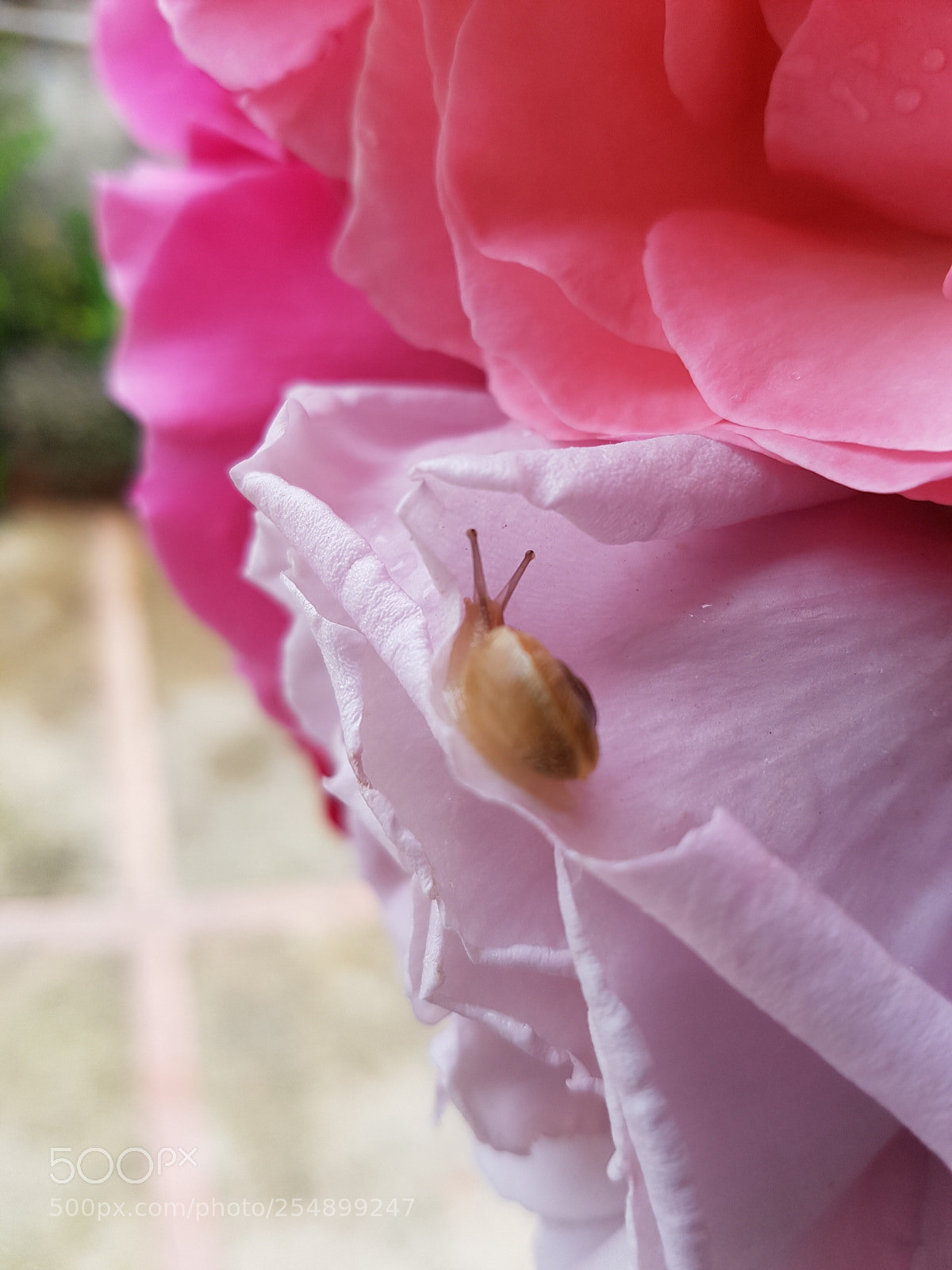 Samsung Galaxy S7 Edge sample photo. Little guest photography
