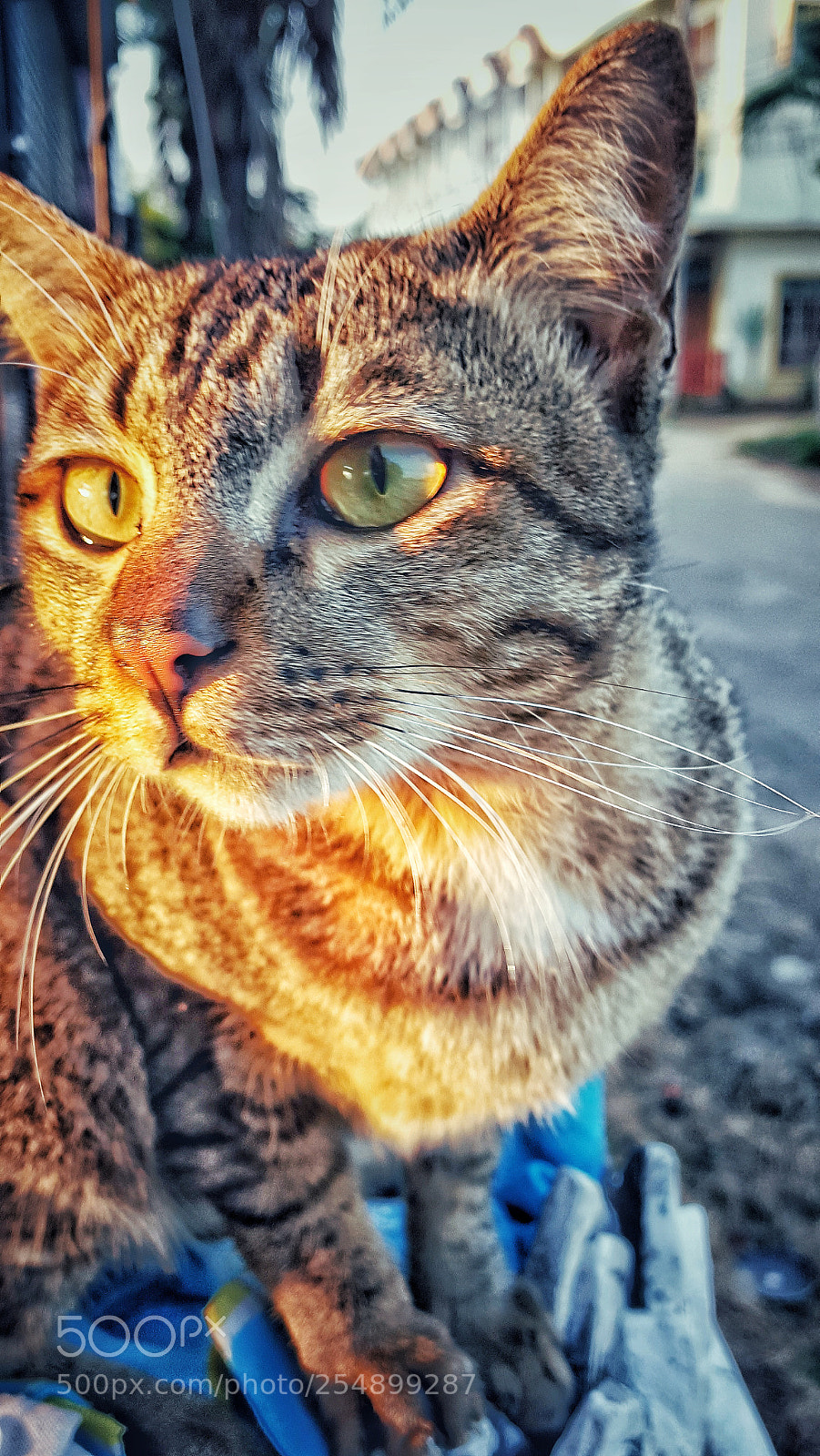 Samsung Galaxy Note5 sample photo. Untitled photography