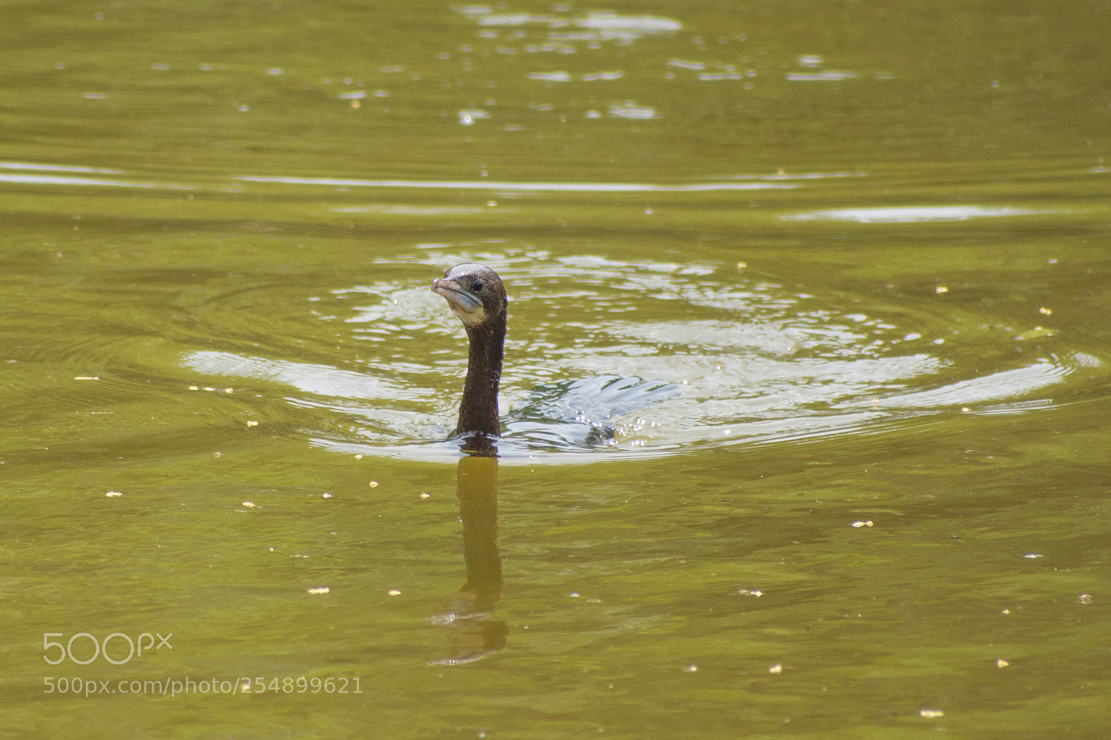 Nikon D7200 sample photo. Cormorant diving photography