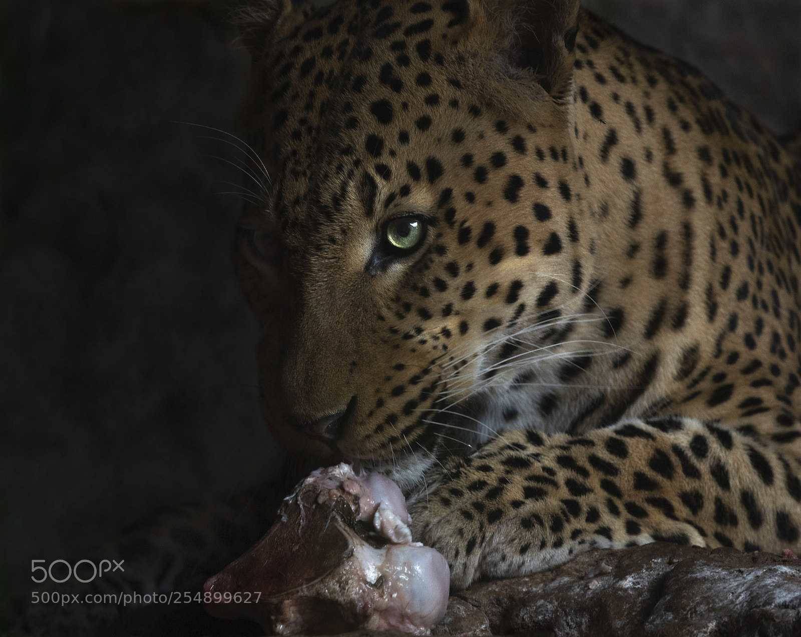 Nikon D750 sample photo. Leopard eating a bone photography