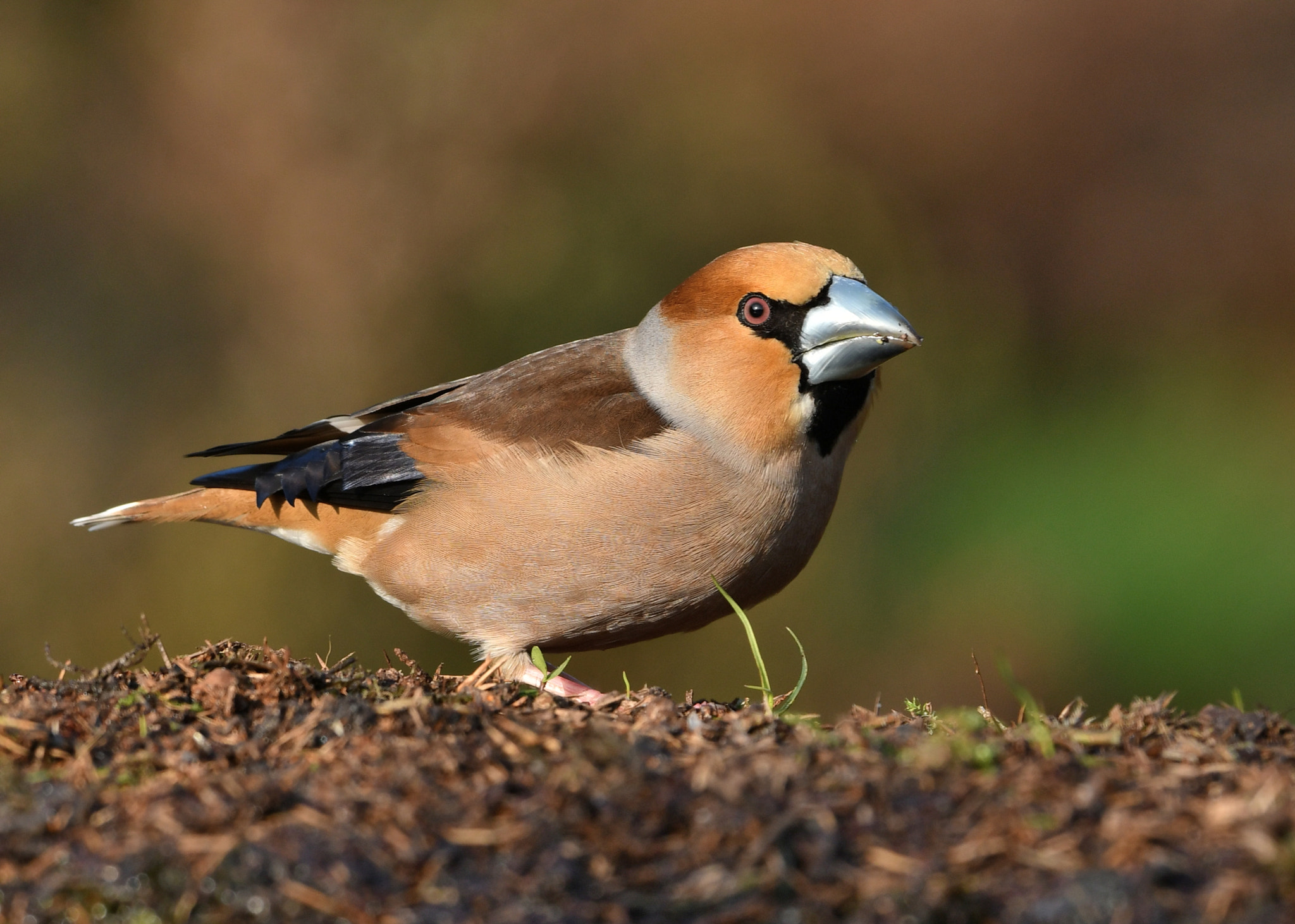 Nikon AF-S Nikkor 500mm F4G ED VR sample photo. Appelvink photography