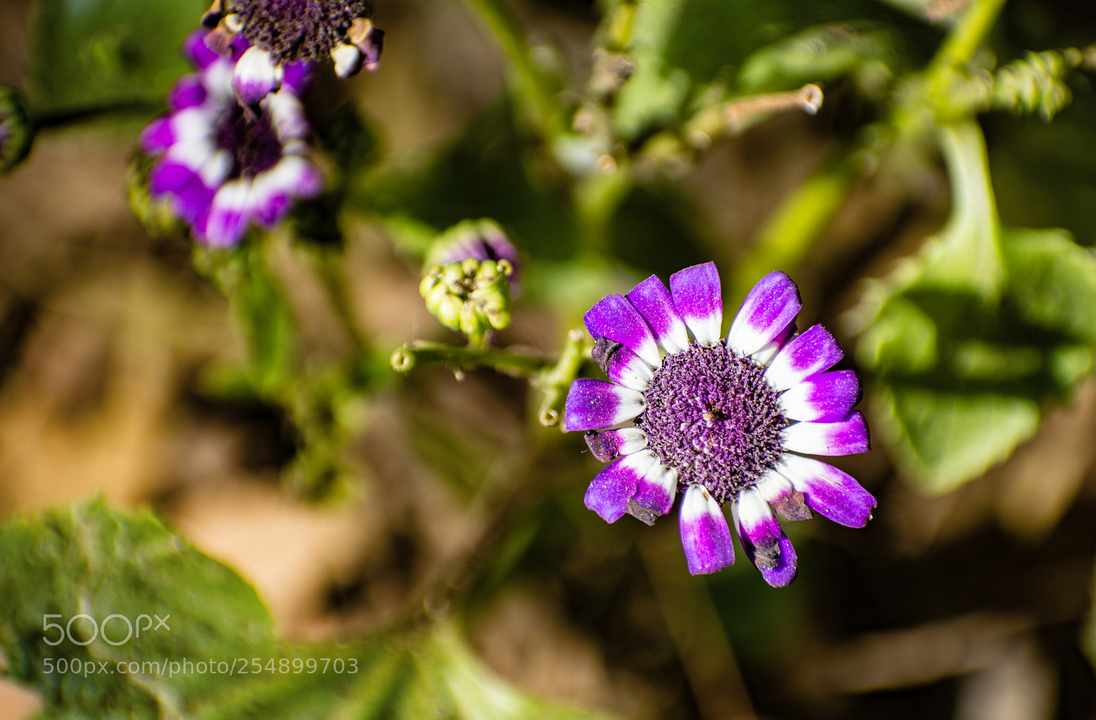Nikon D7200 sample photo. So bright! photography
