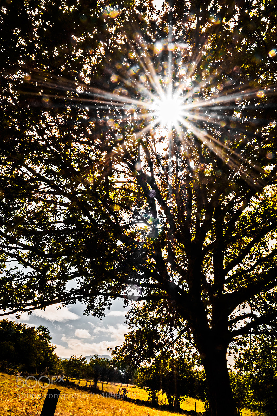 Olympus OM-D E-M5 sample photo. Sun and tree photography