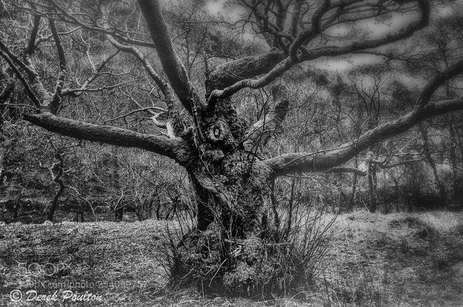 Sony Alpha NEX-6 sample photo. Wild wood photography