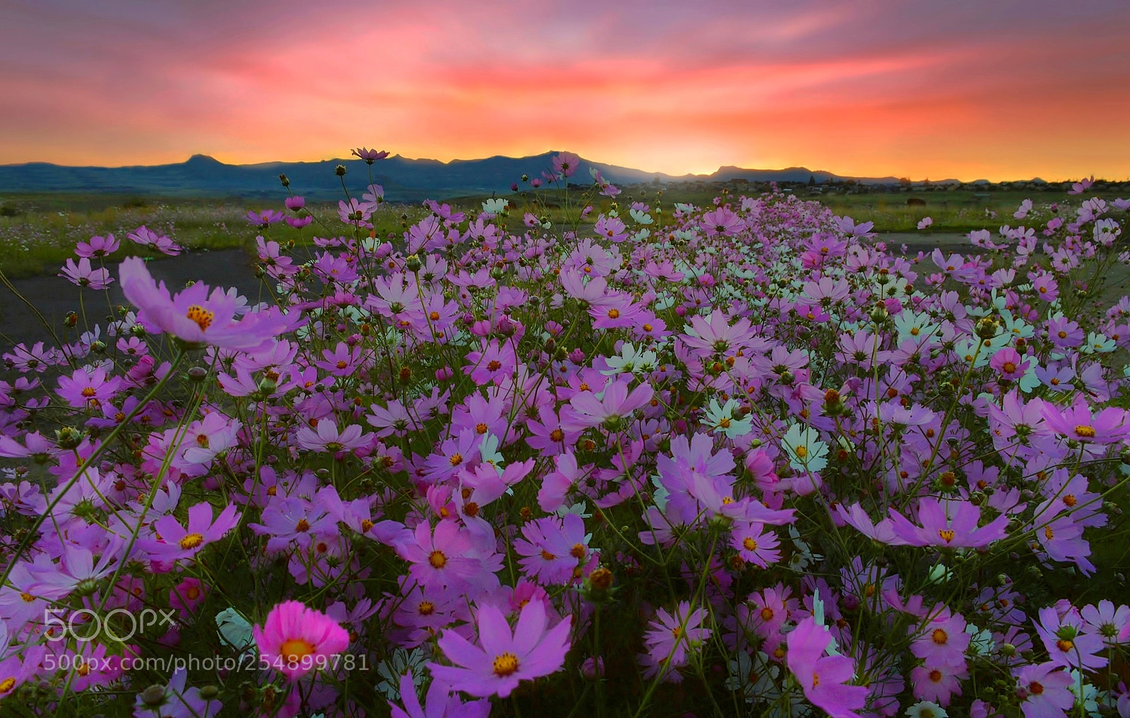 Nikon D3200 sample photo. Colorful cosmos photography