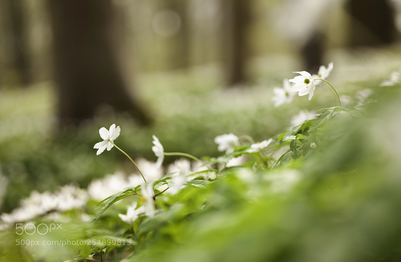 Canon EOS 5D Mark II sample photo. Spring in the forest photography