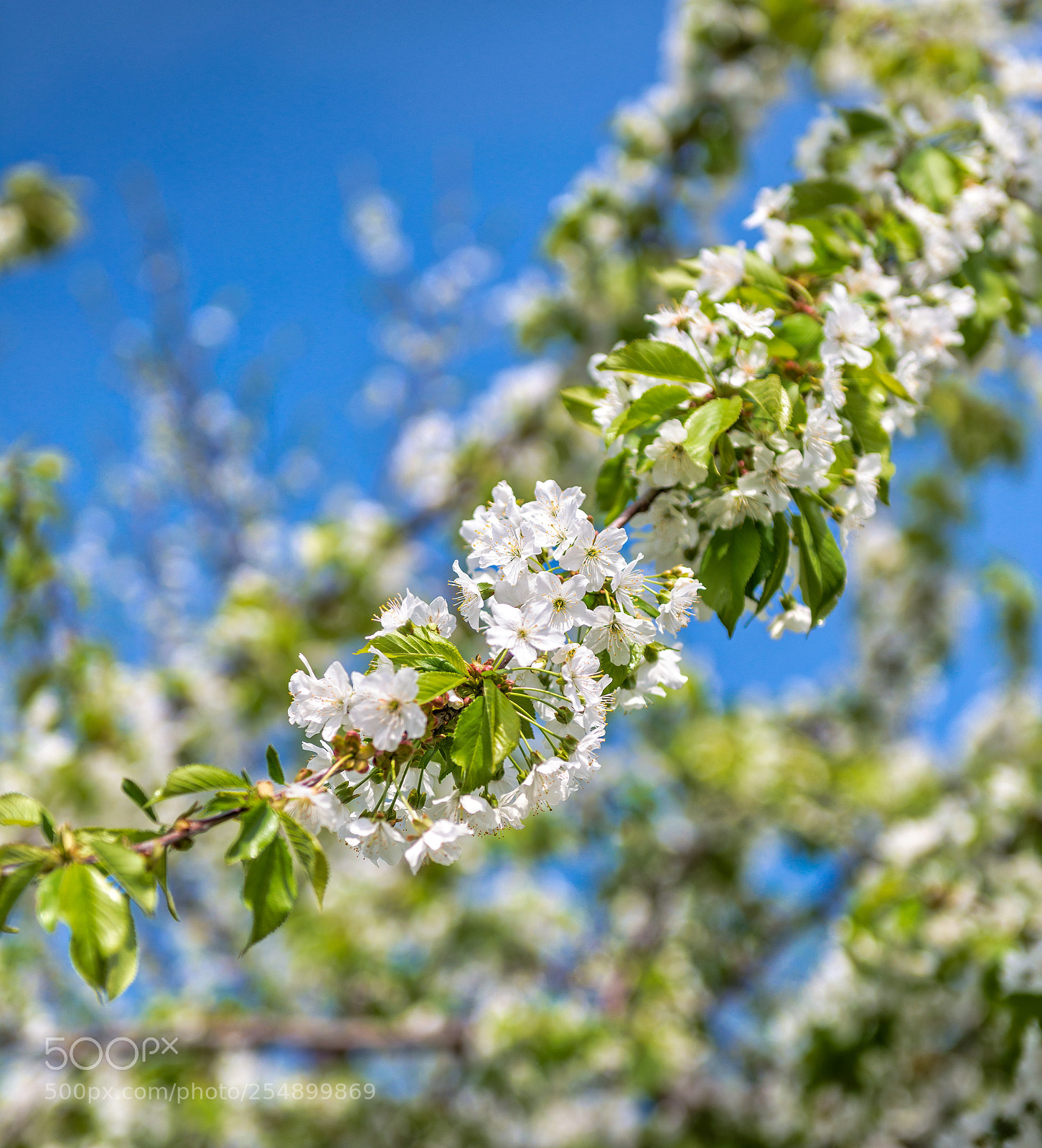 Nikon D800E sample photo. Flori de cires photography