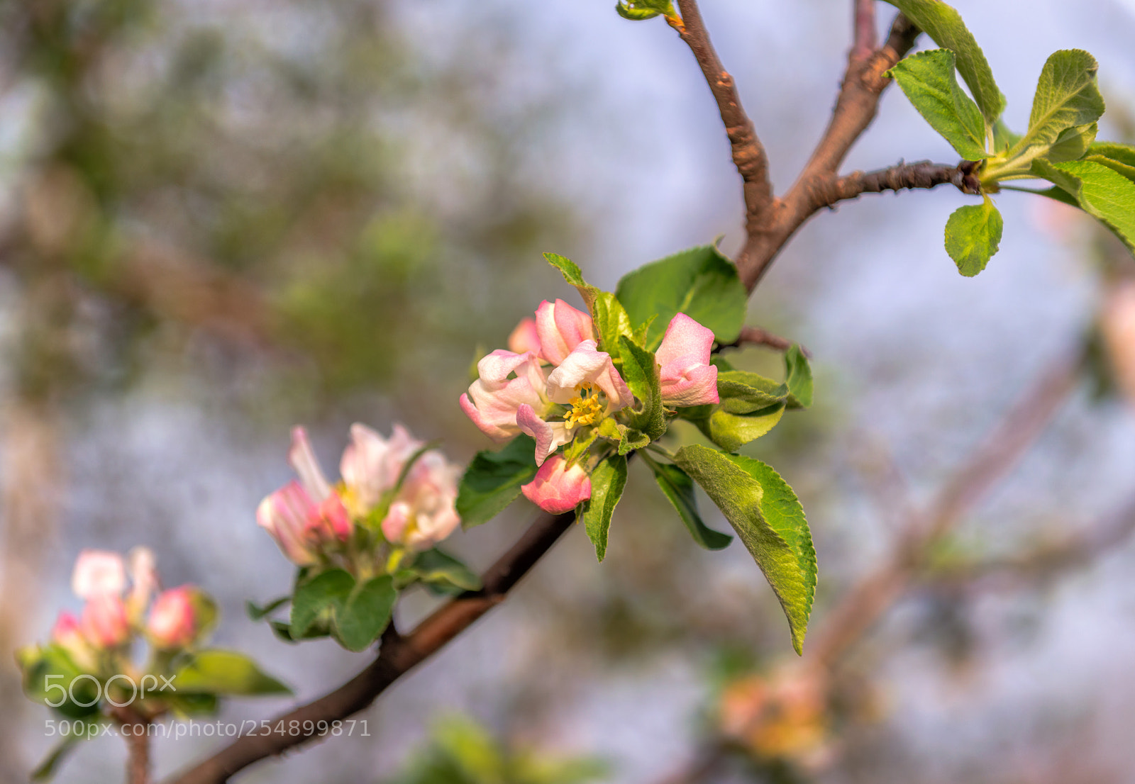 Nikon D800E sample photo. Flori de mar photography