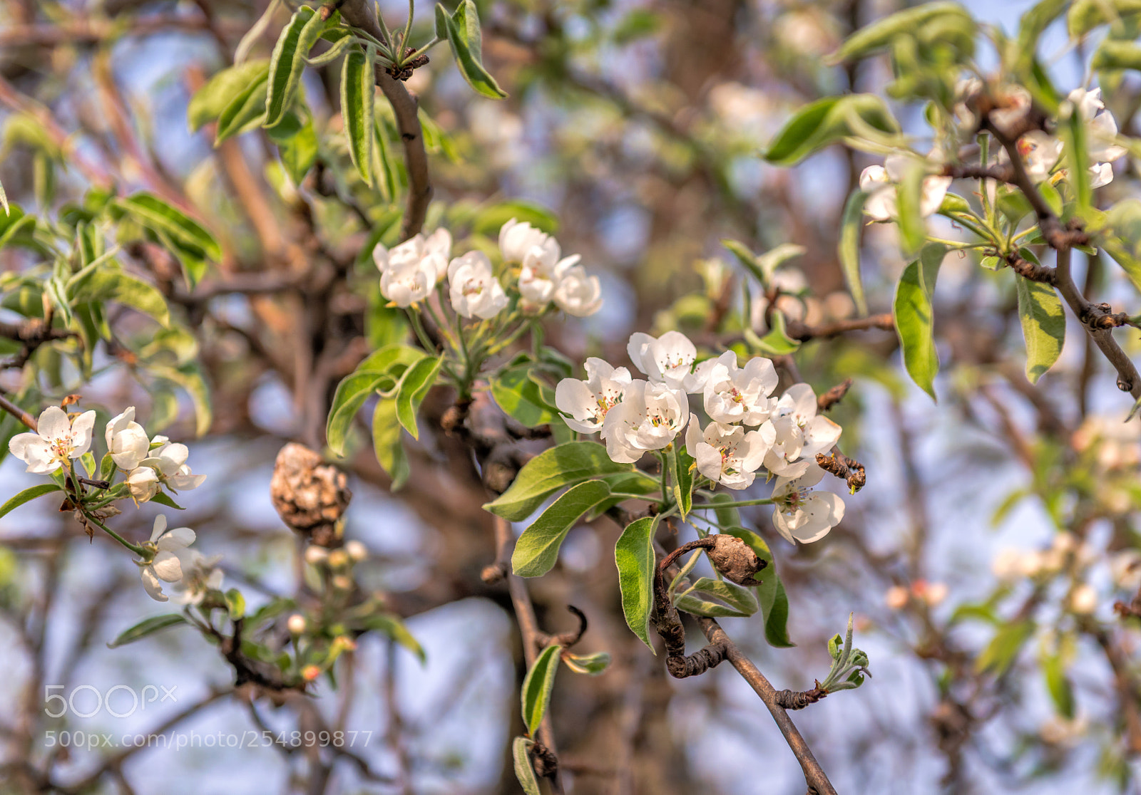 Nikon D800E sample photo. Flori de par photography