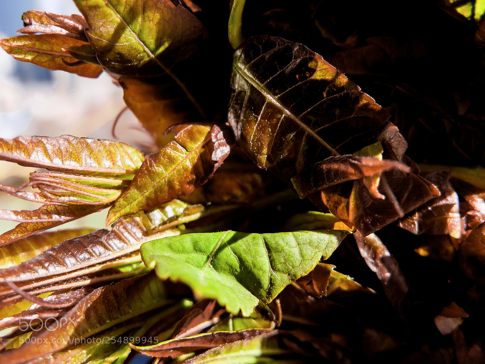 Fujifilm X10 sample photo. Chinese toon sprout 香椿芽 photography