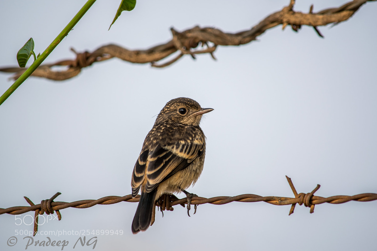 Nikon D3300 sample photo. Bushchat photography