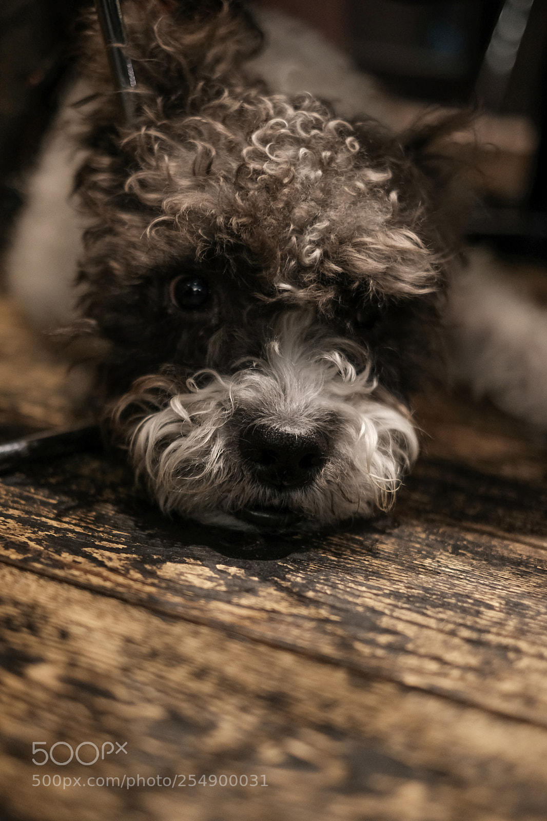 Fujifilm X-H1 sample photo. Waiting under the table photography