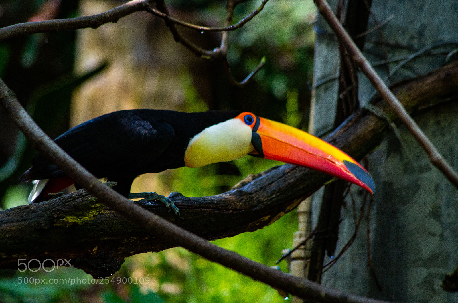 Pentax K-50 sample photo. Tucan photography