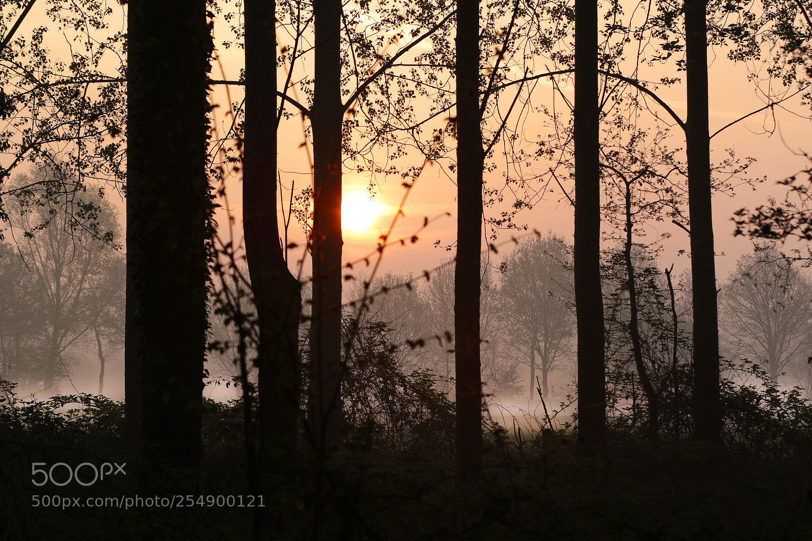 Canon EOS 7D Mark II sample photo. Nature says good morning photography