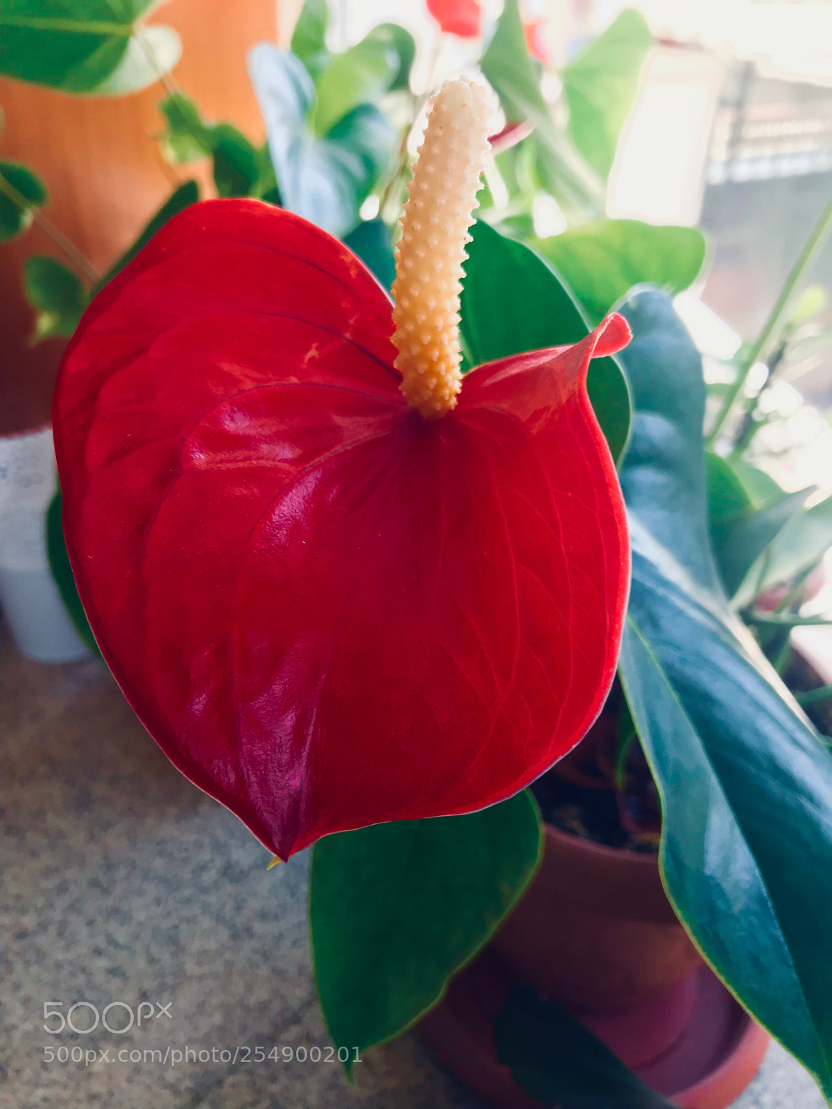 Apple iPhone 7 sample photo. The heart of flower photography