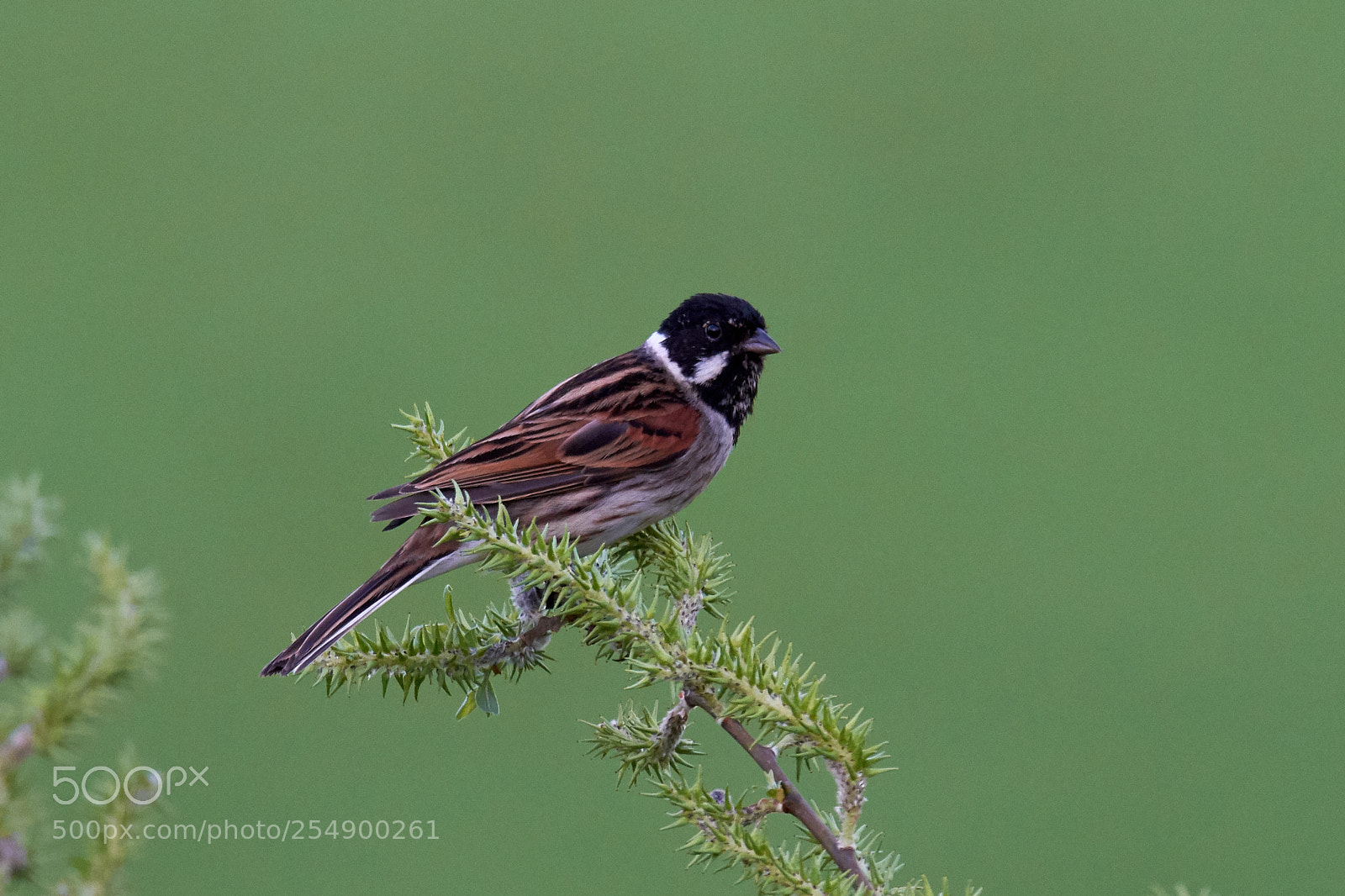 Nikon D7200 sample photo. Reed bunting photography