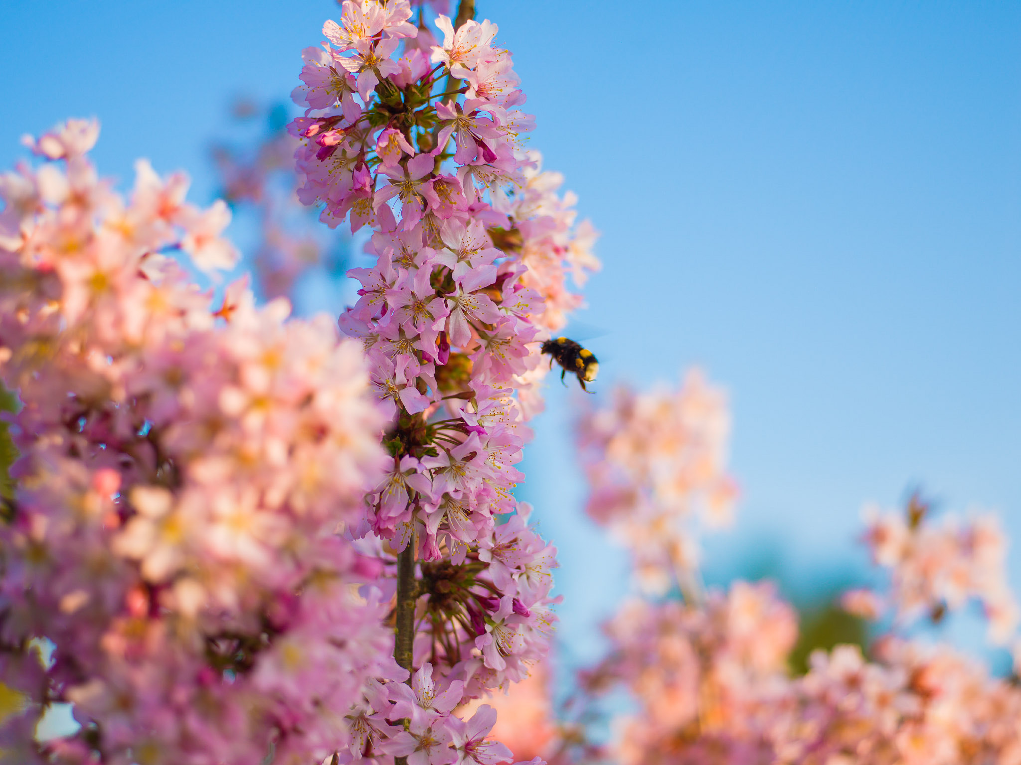 Hasselblad H3D sample photo. Spring photography